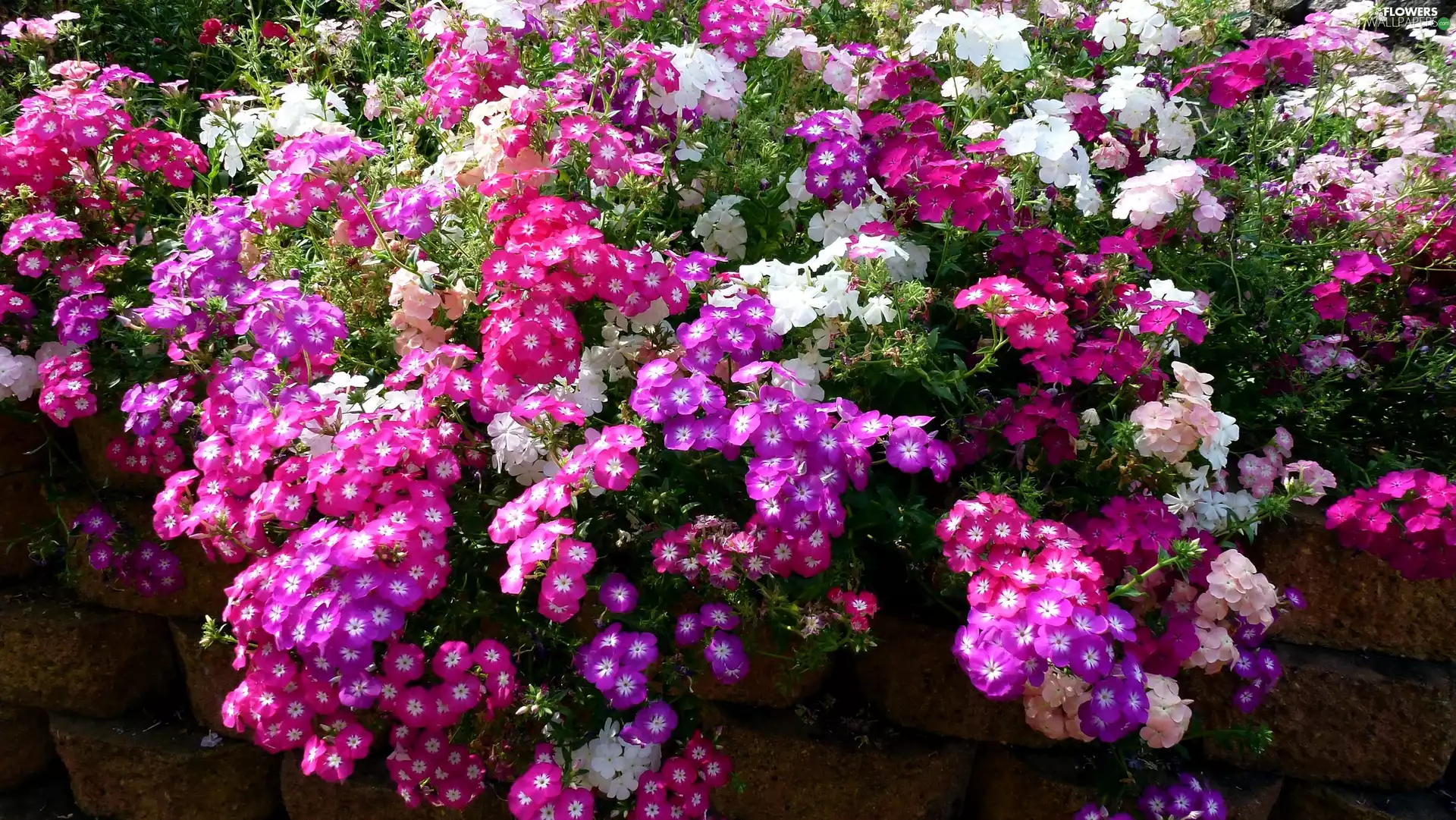 phlox, color, Flowers