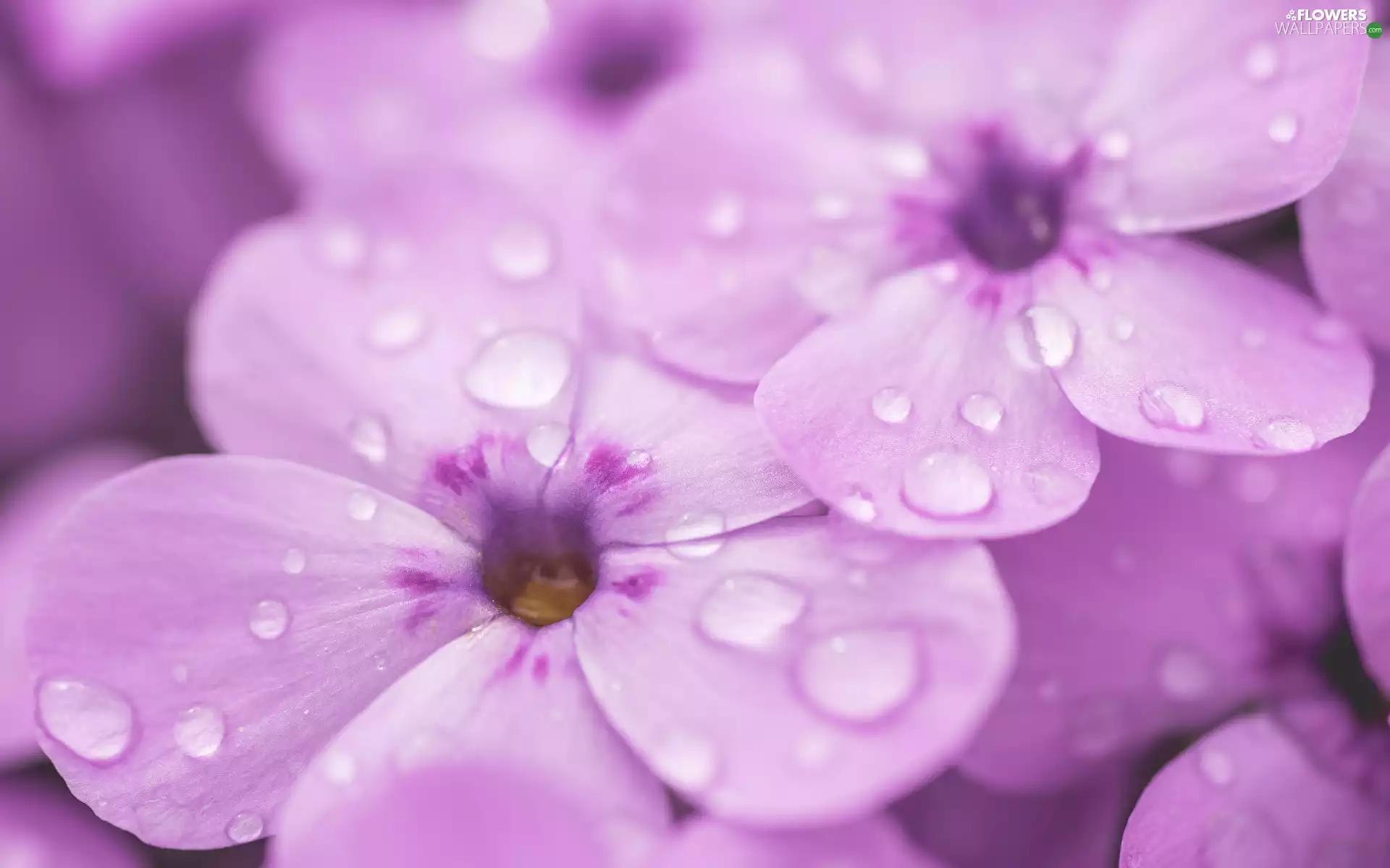 Flowers, Close, drops, phlox