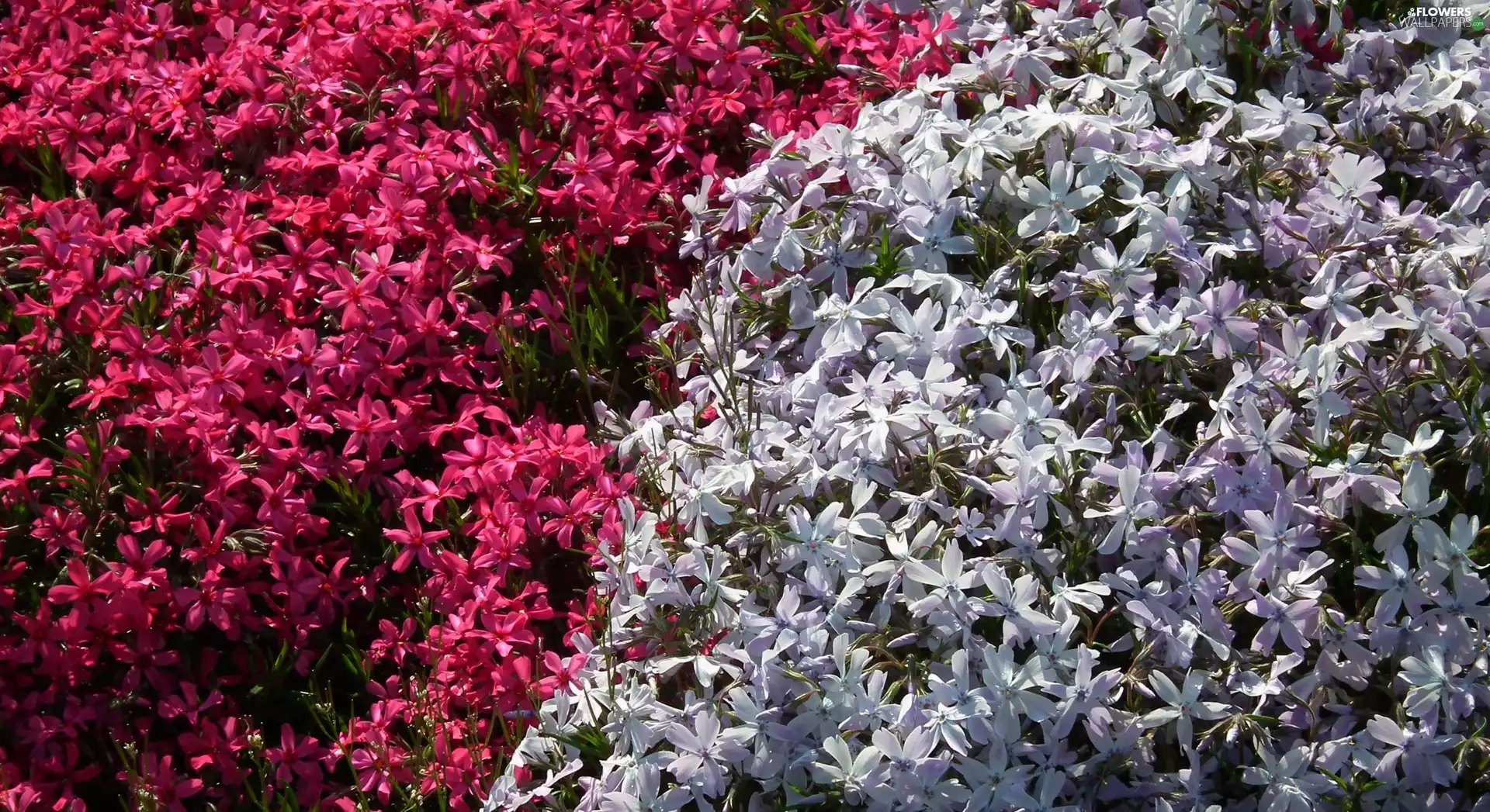 phlox, nature, Flowers