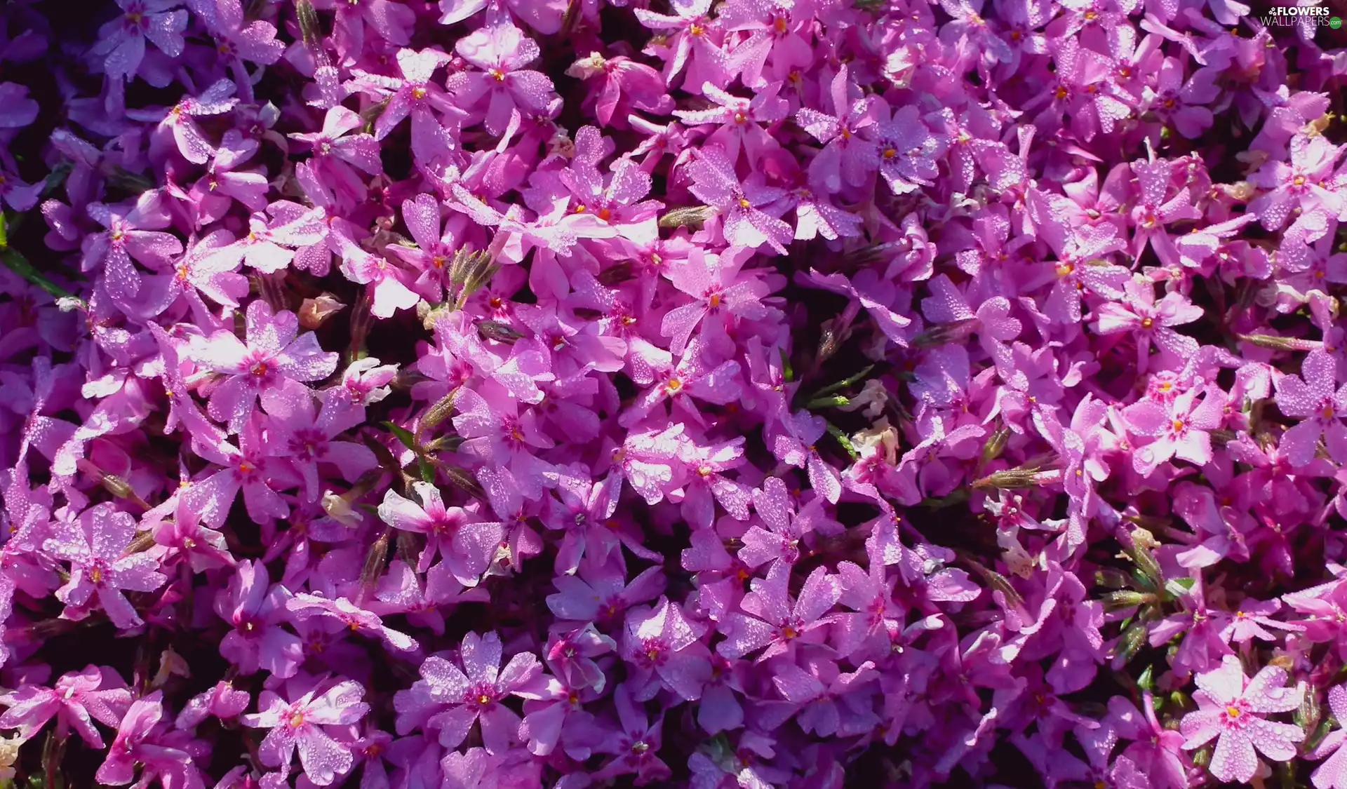 phlox, nature, Flowers