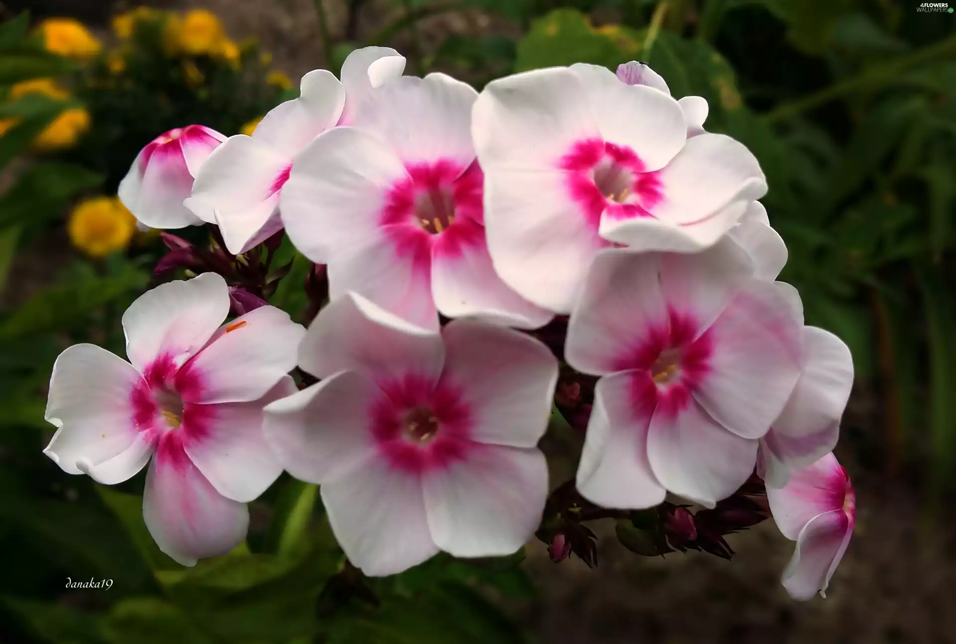 Flowers, white, Pink, phlox