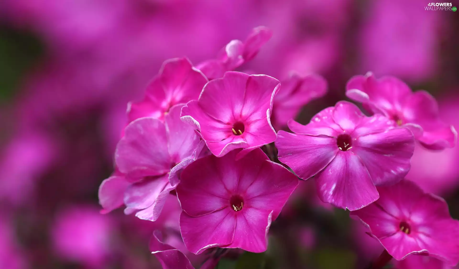 phlox, Pink, Flowers