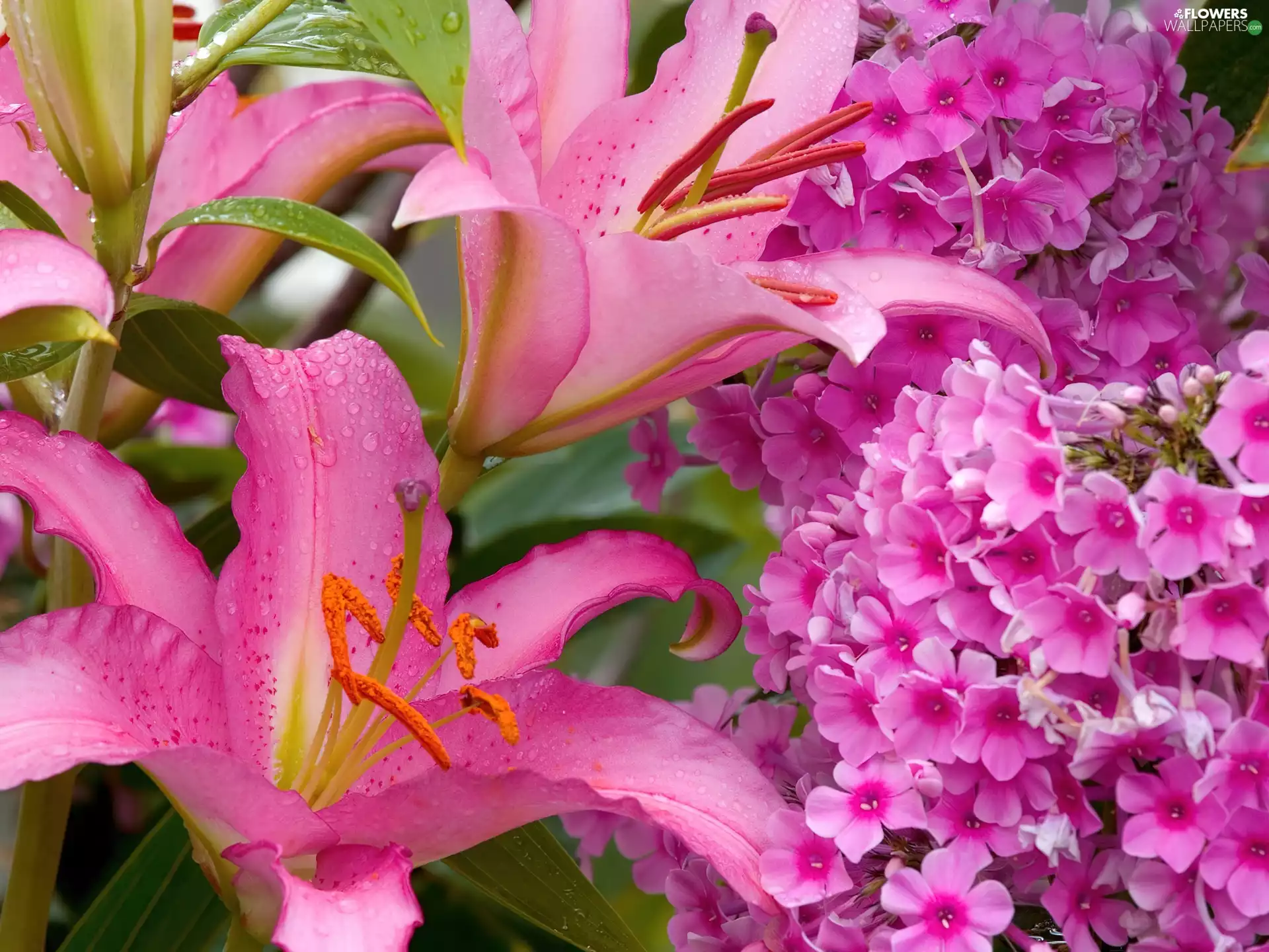 lilies, phlox