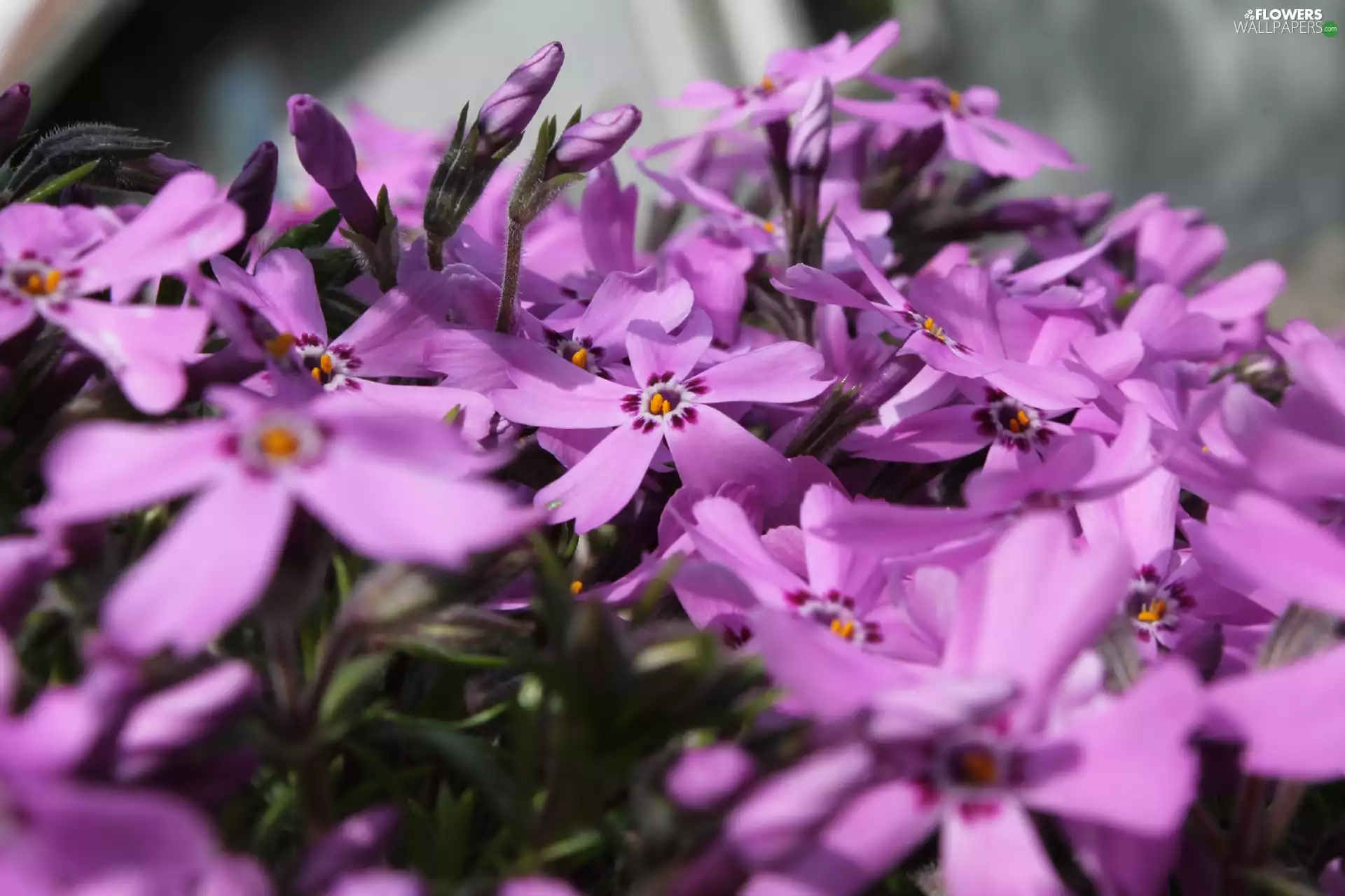 phlox, Flowers, Pink