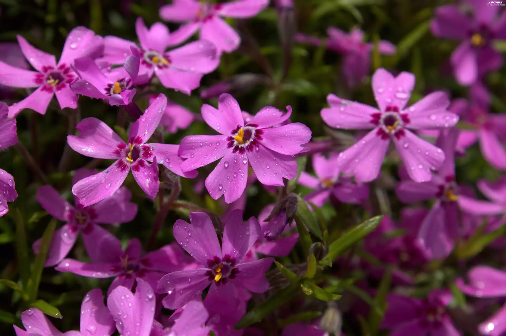 Colourfull Flowers, phlox, Phlox Subulata, Pink