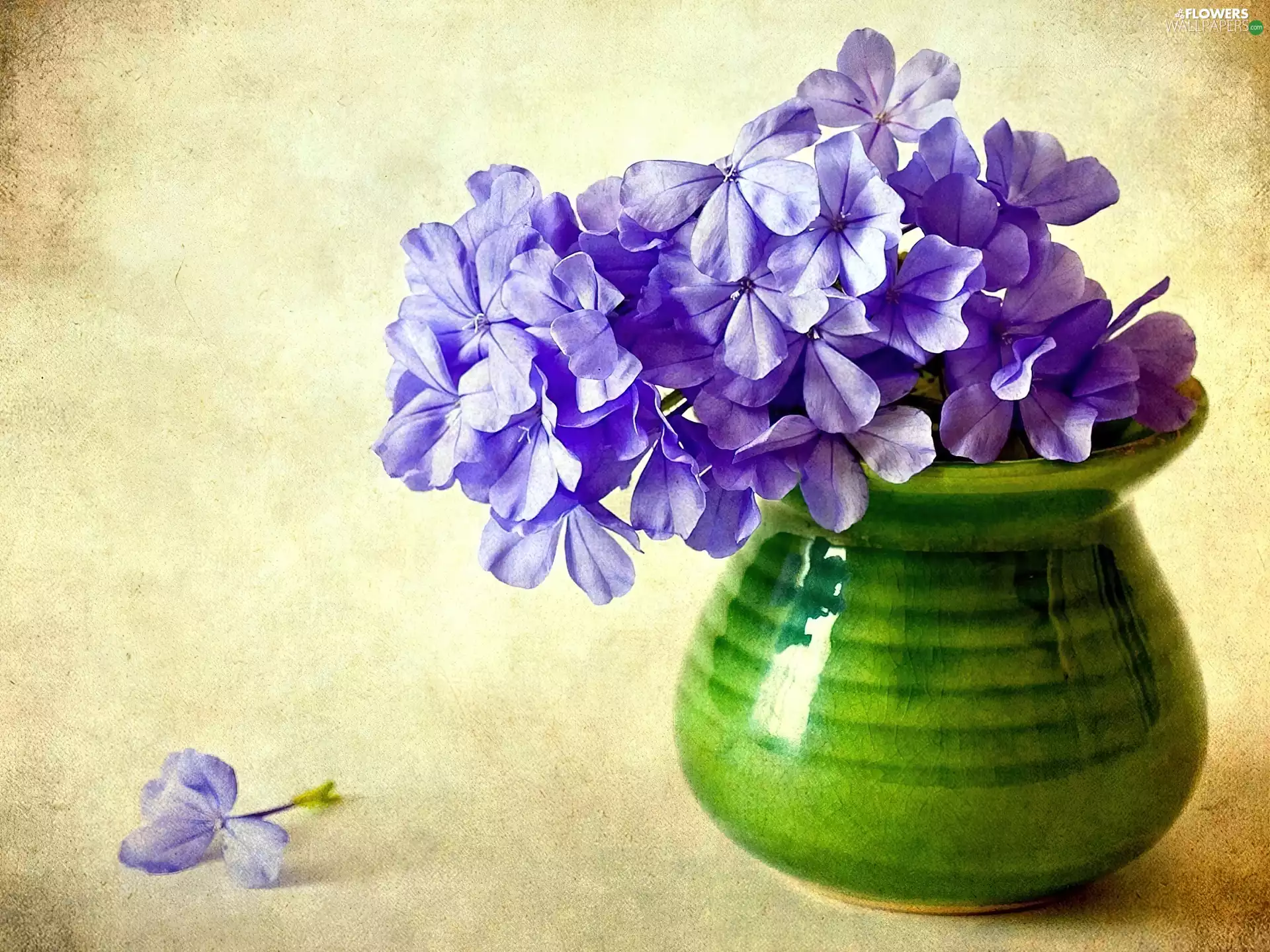 purple, Green, Vase, phlox