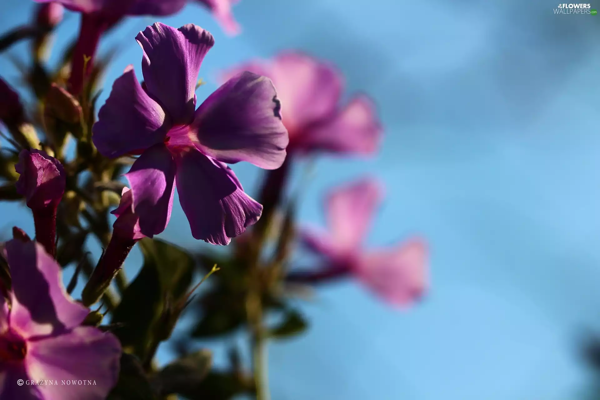 purple, phlox