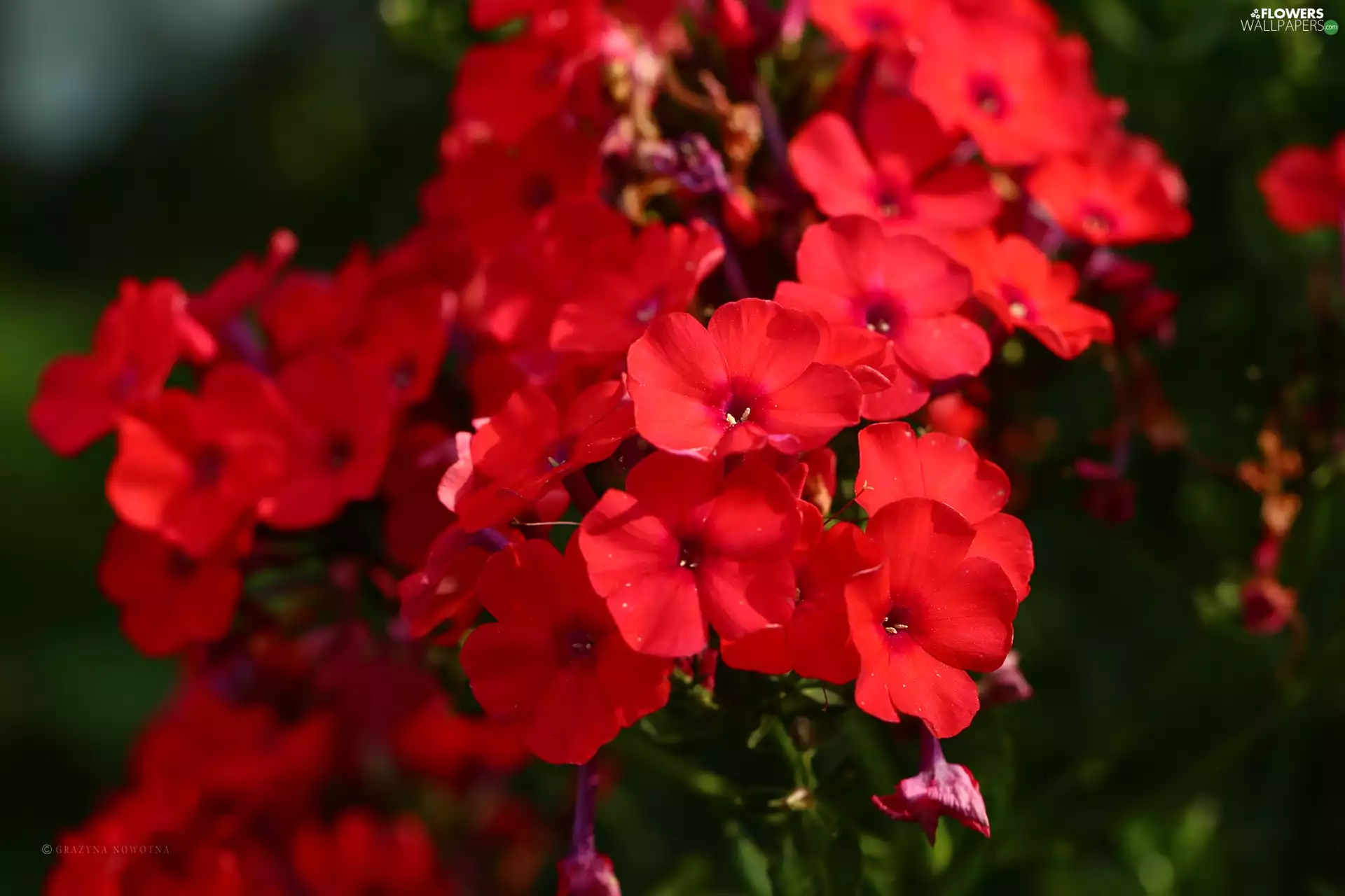 Red, phlox