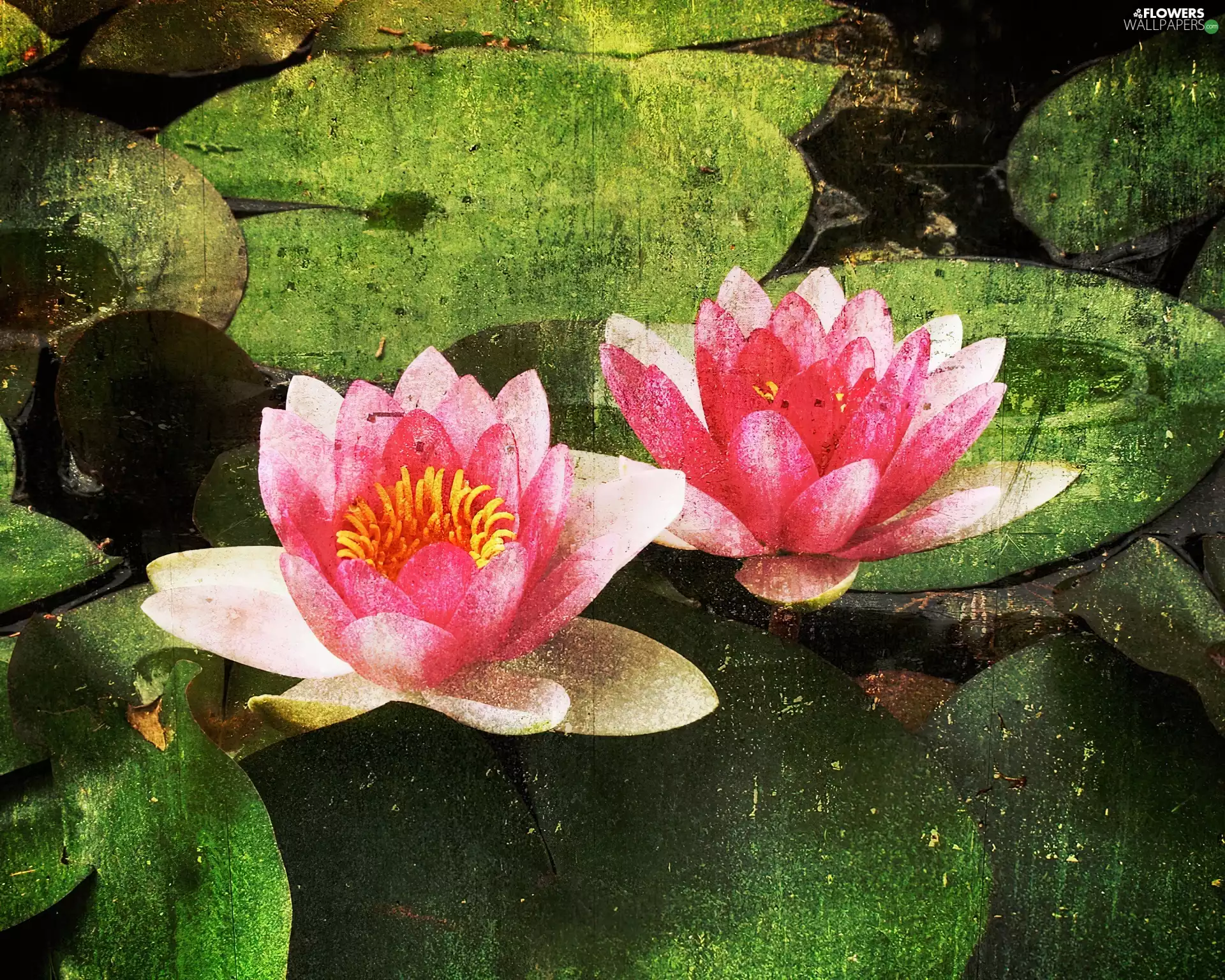 Old, photography, lilies, water, Pink
