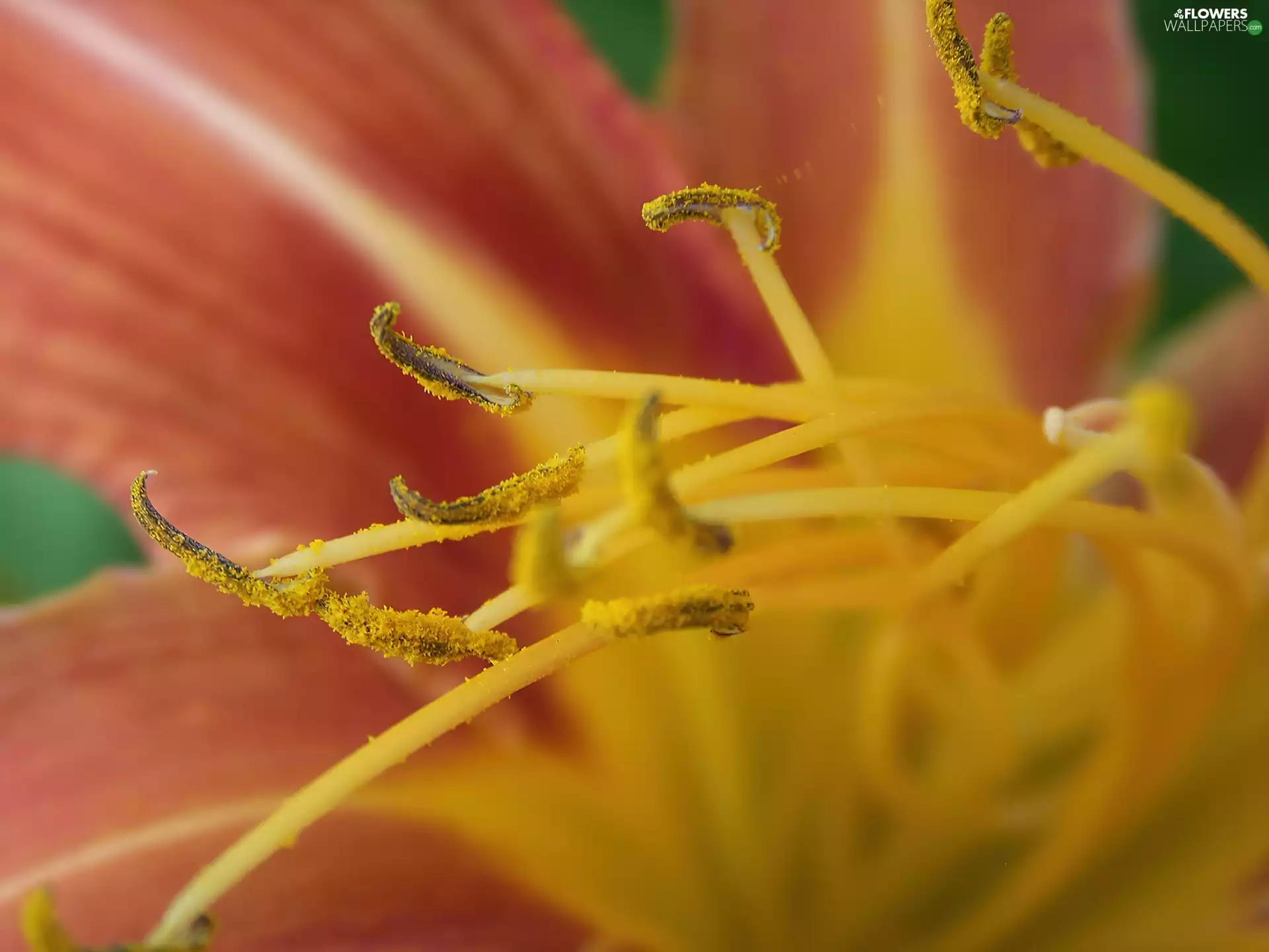 lily, Close, rods, photography