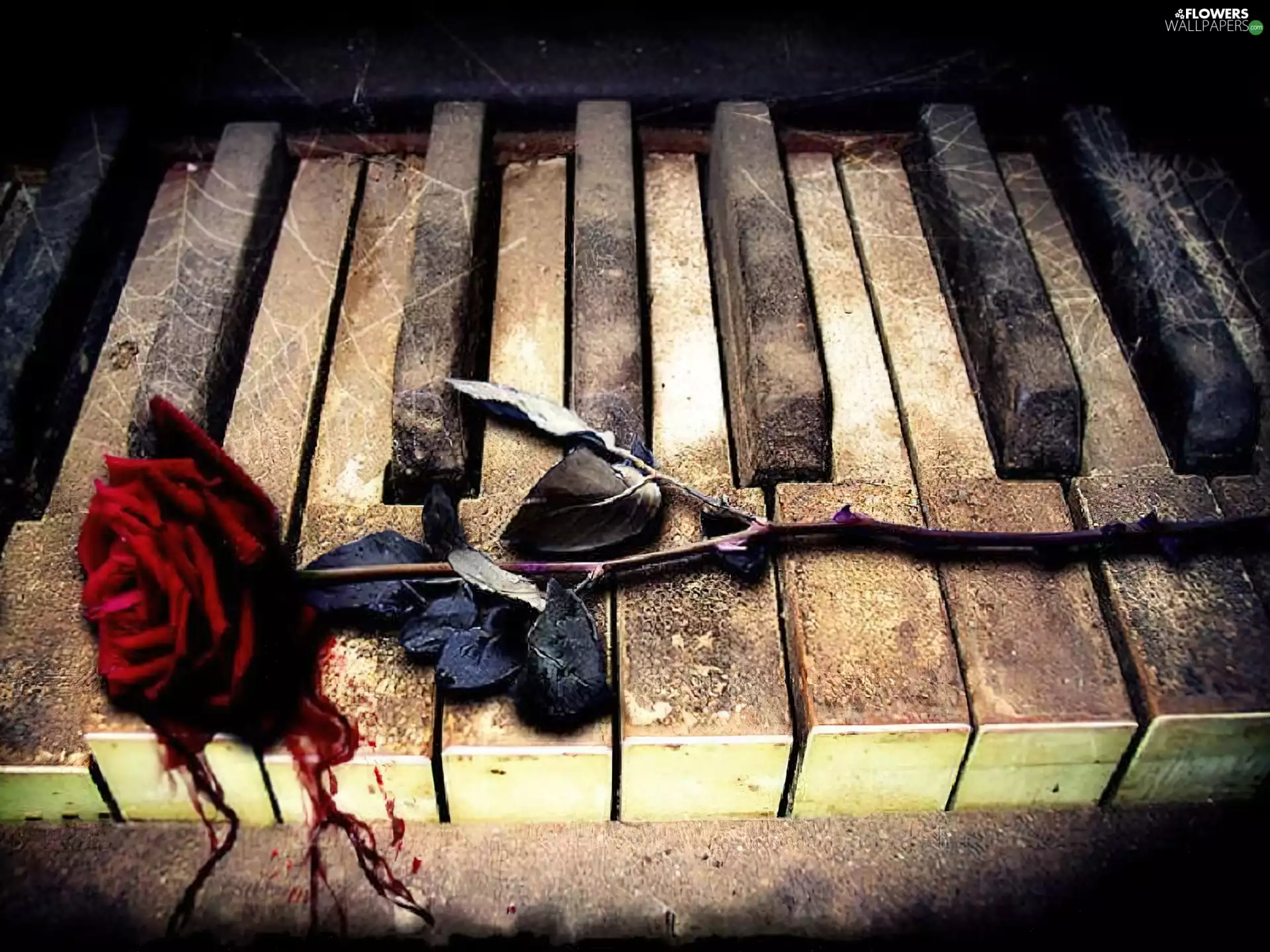 keyboard, Blood, rose, piano