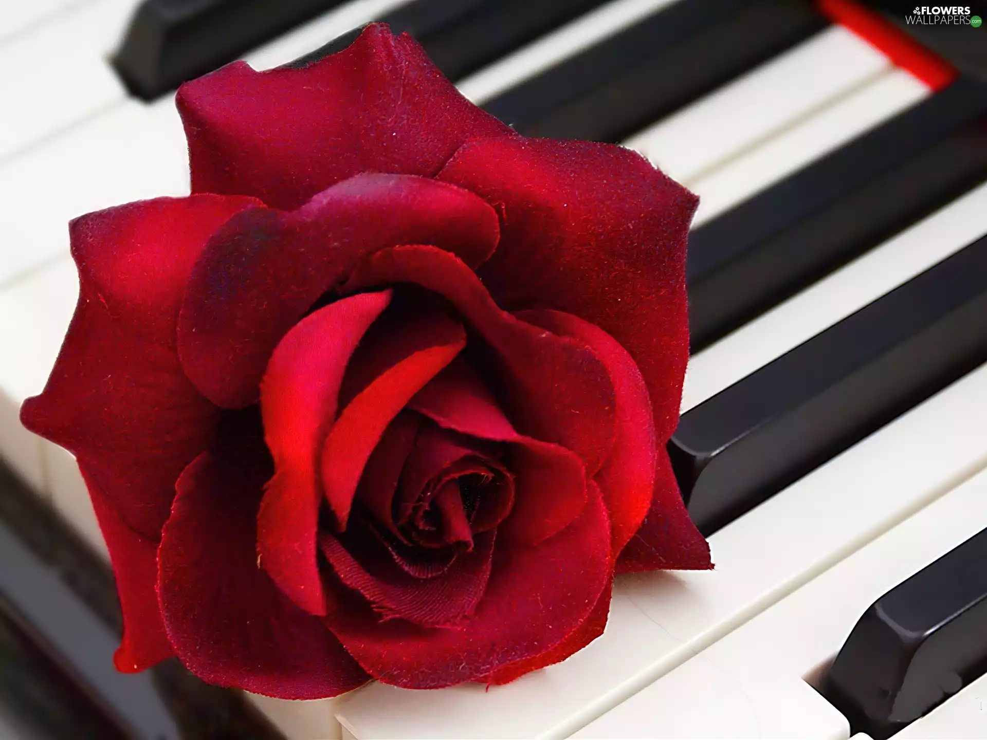 Piano, rose, keys