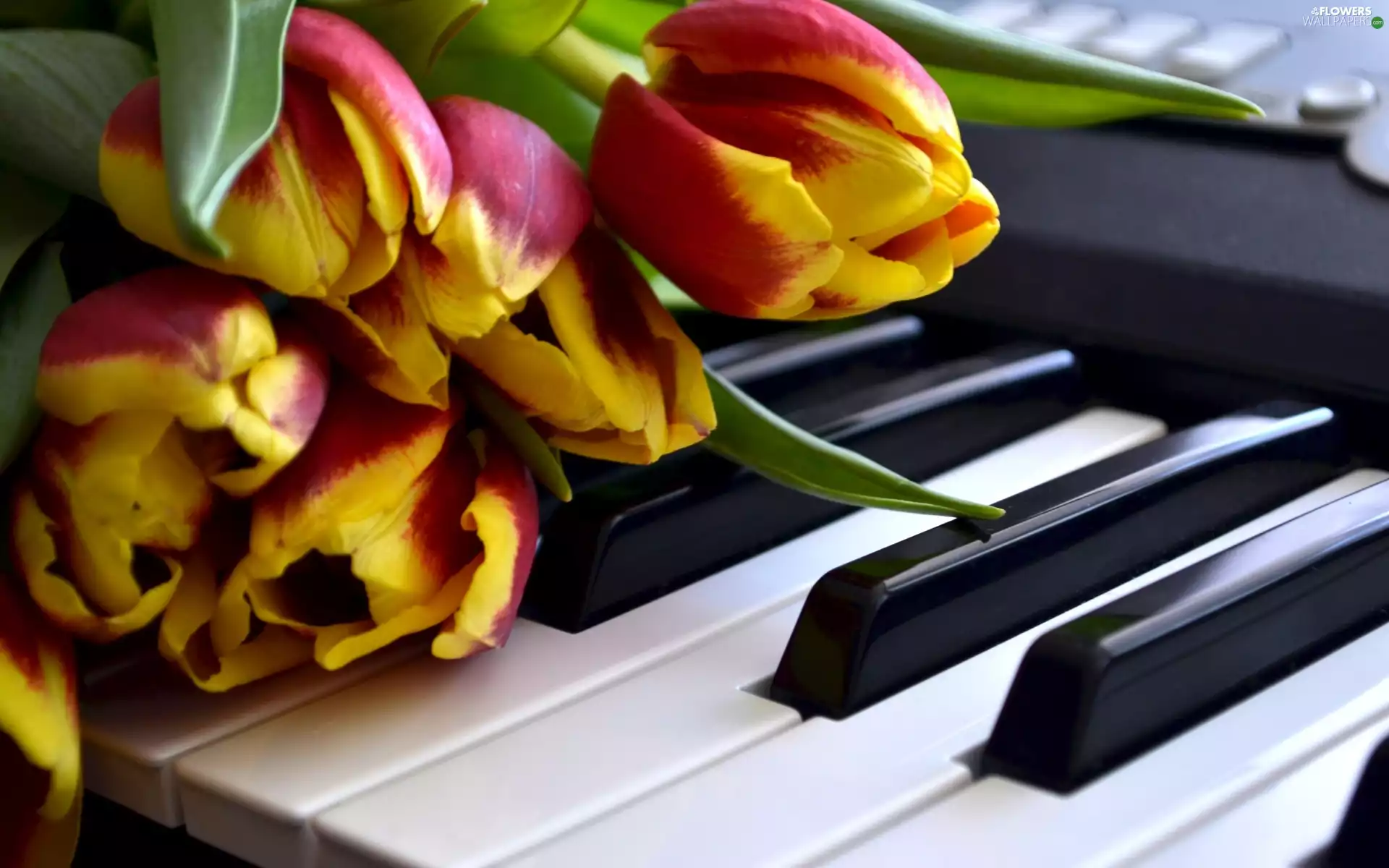 keys, piano, Red, Tulips, yellow