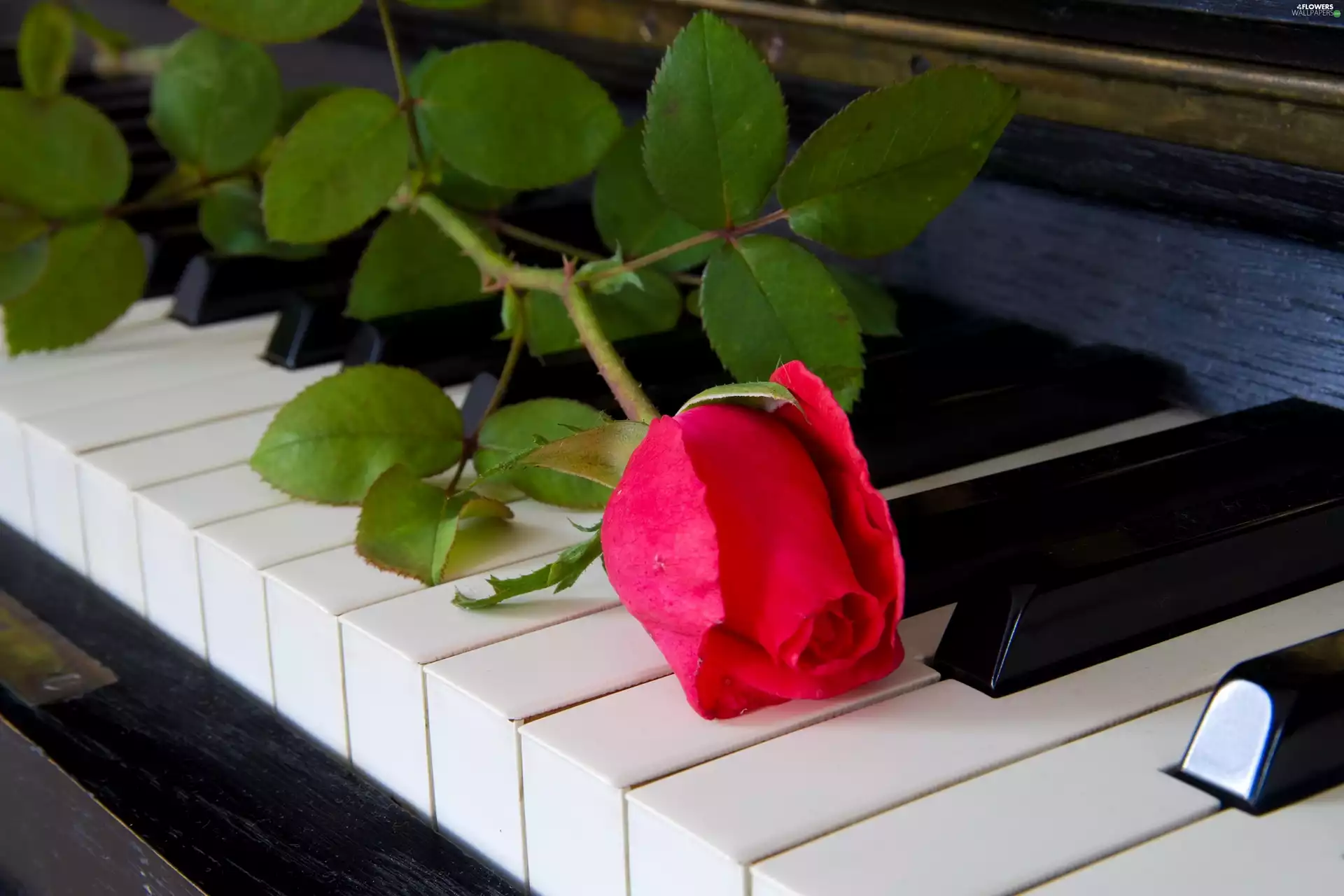 Piano, rose