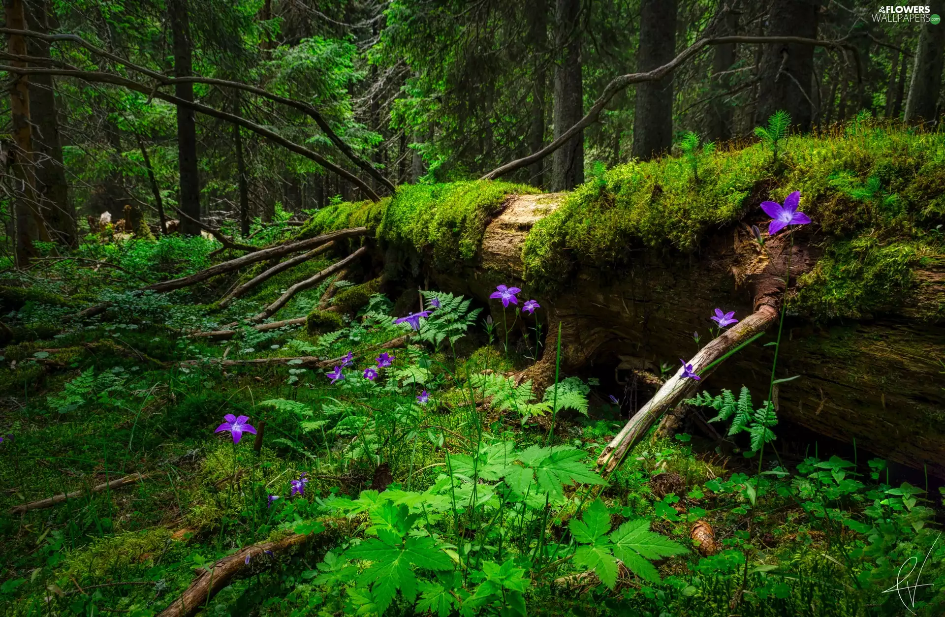 Moss, trees, Fern, viewes, La, Flowers, branch pics