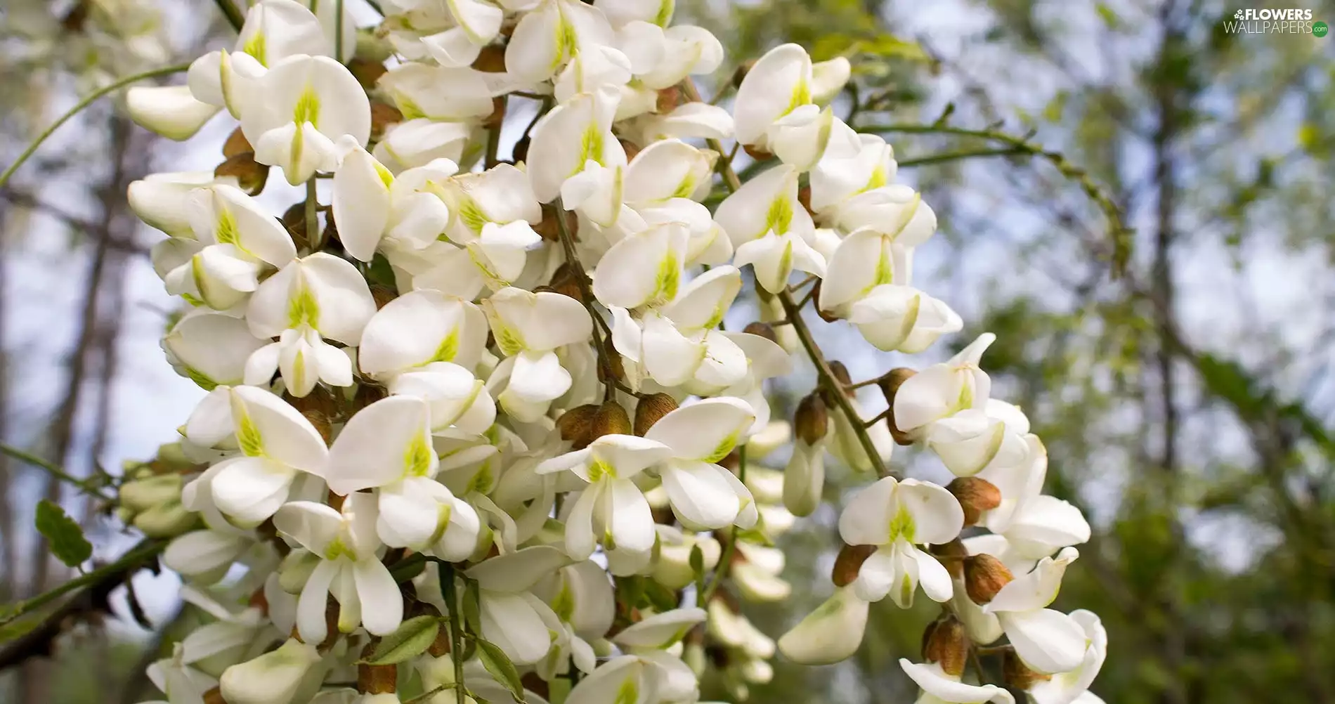 Flowers, wistaria, branch pics, White, sapling