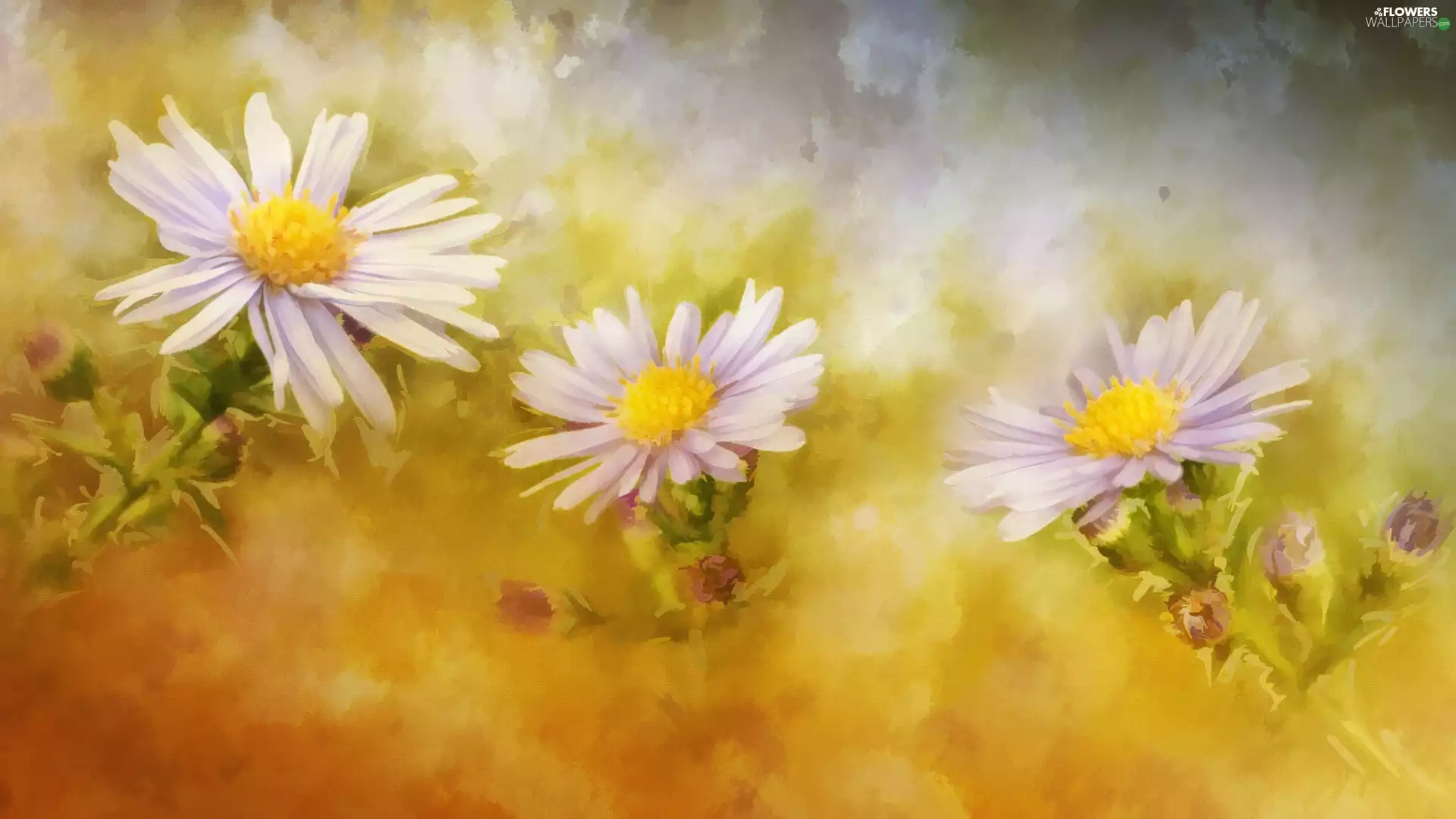 copy, Flowers, Astra, picture