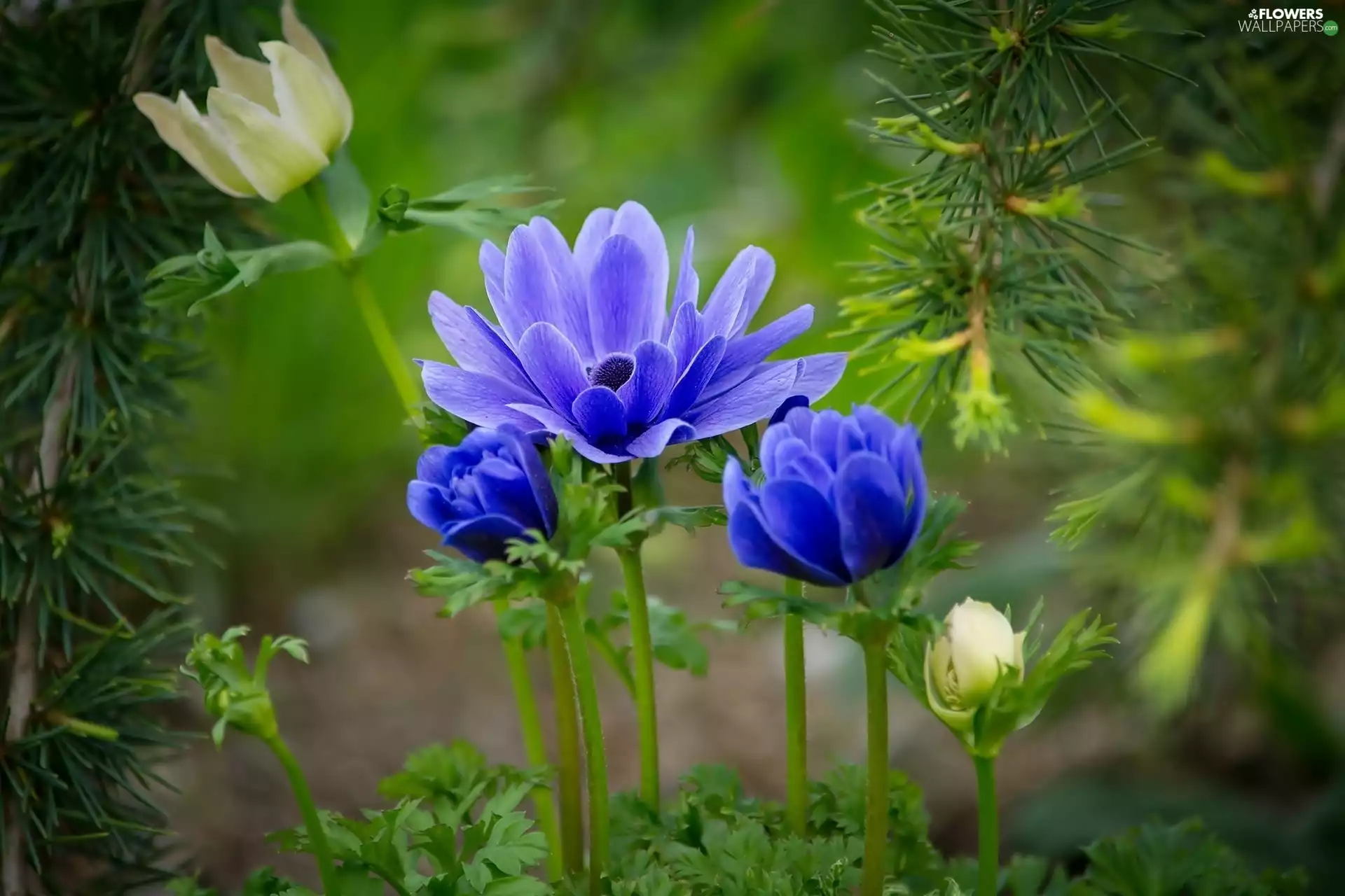 Anemones, pine