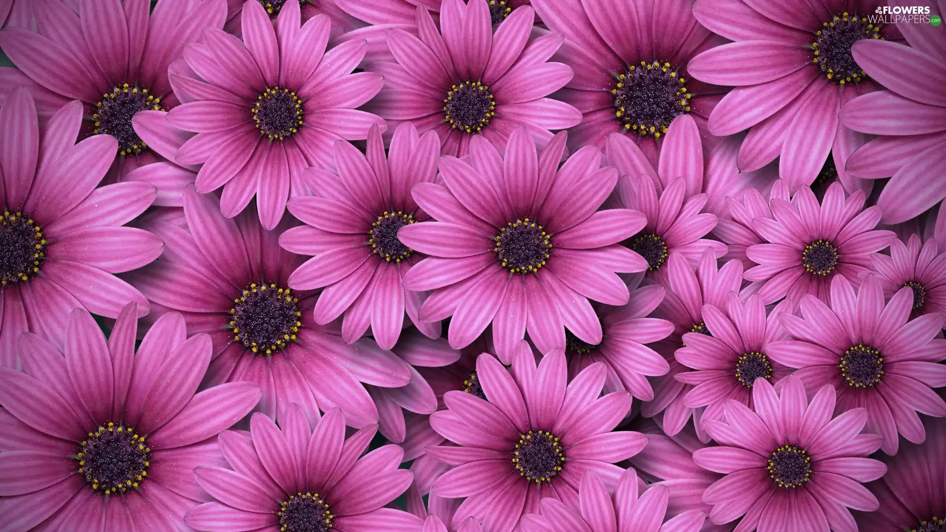 African Daisies, Flowers, Pink