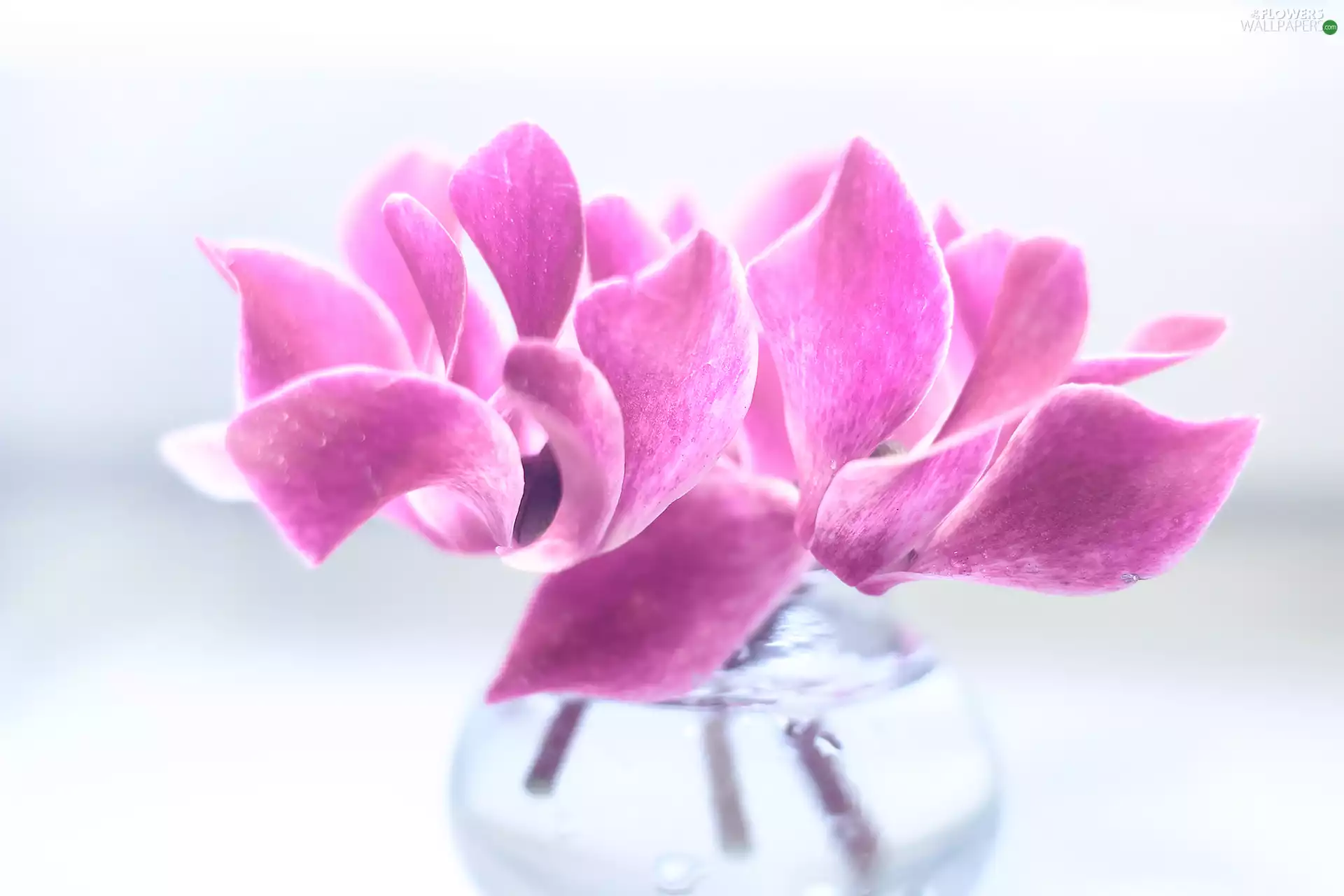 decoration, Pink, Alpine Violets, Cyclamen