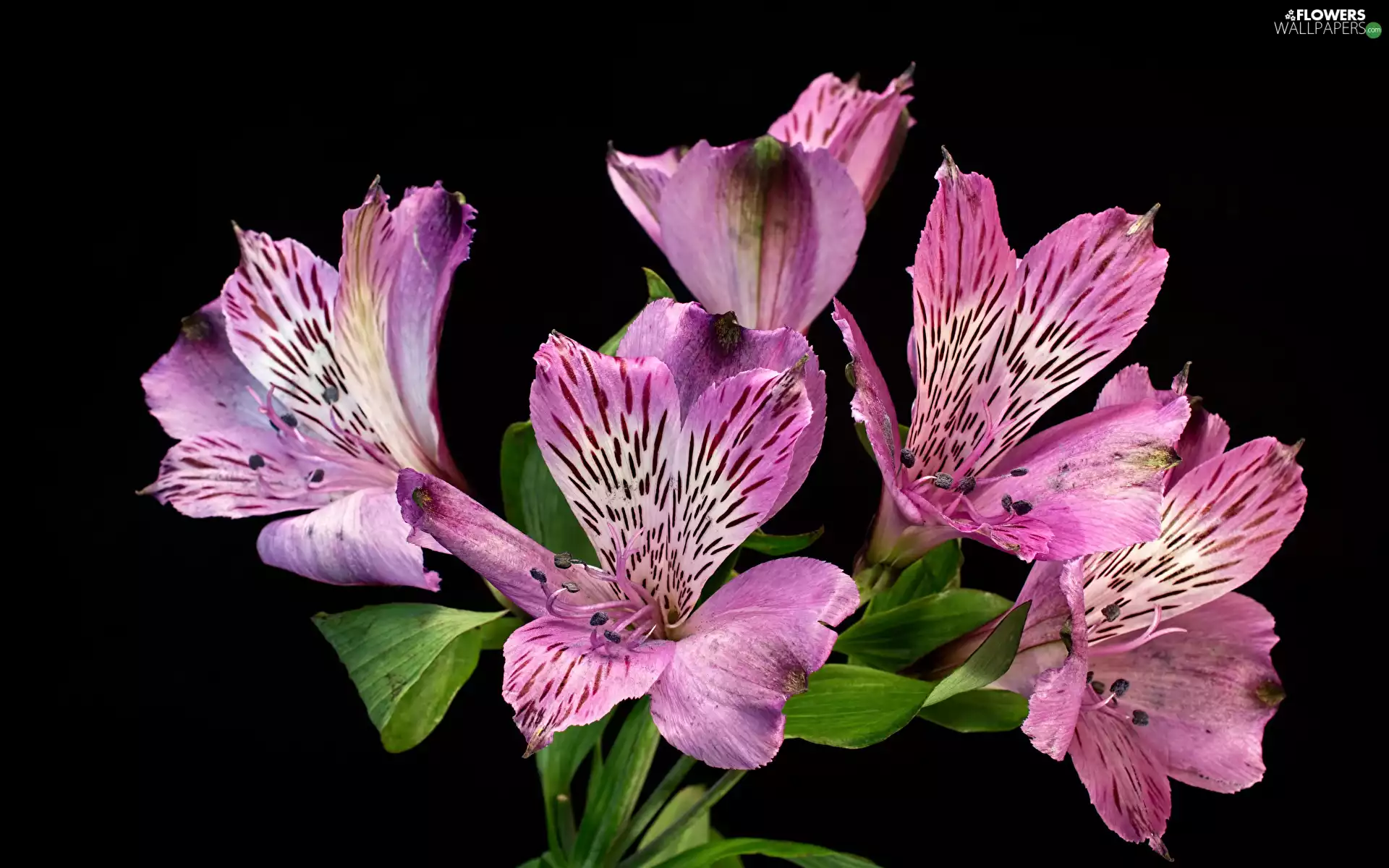 Pink, Alstroemeria