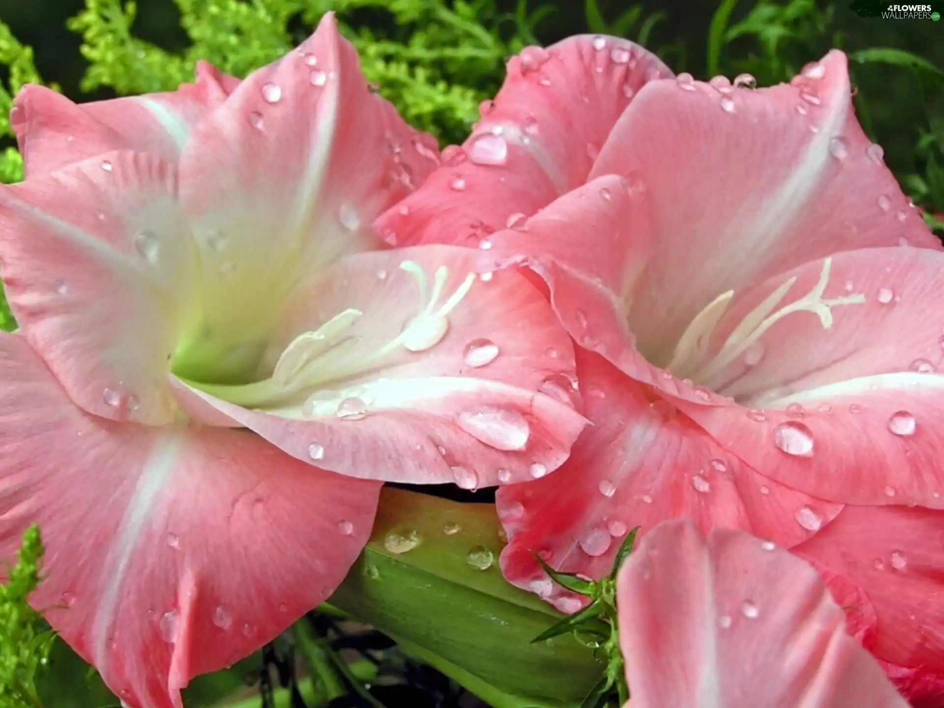 amaryllis, drops, water, Pink