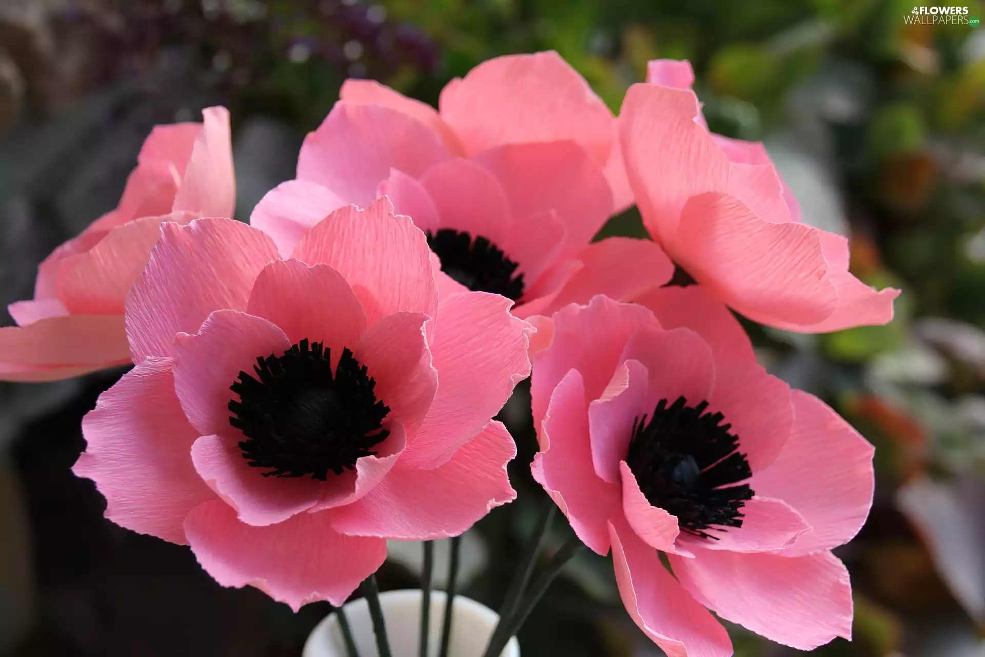 Pink, Anemones