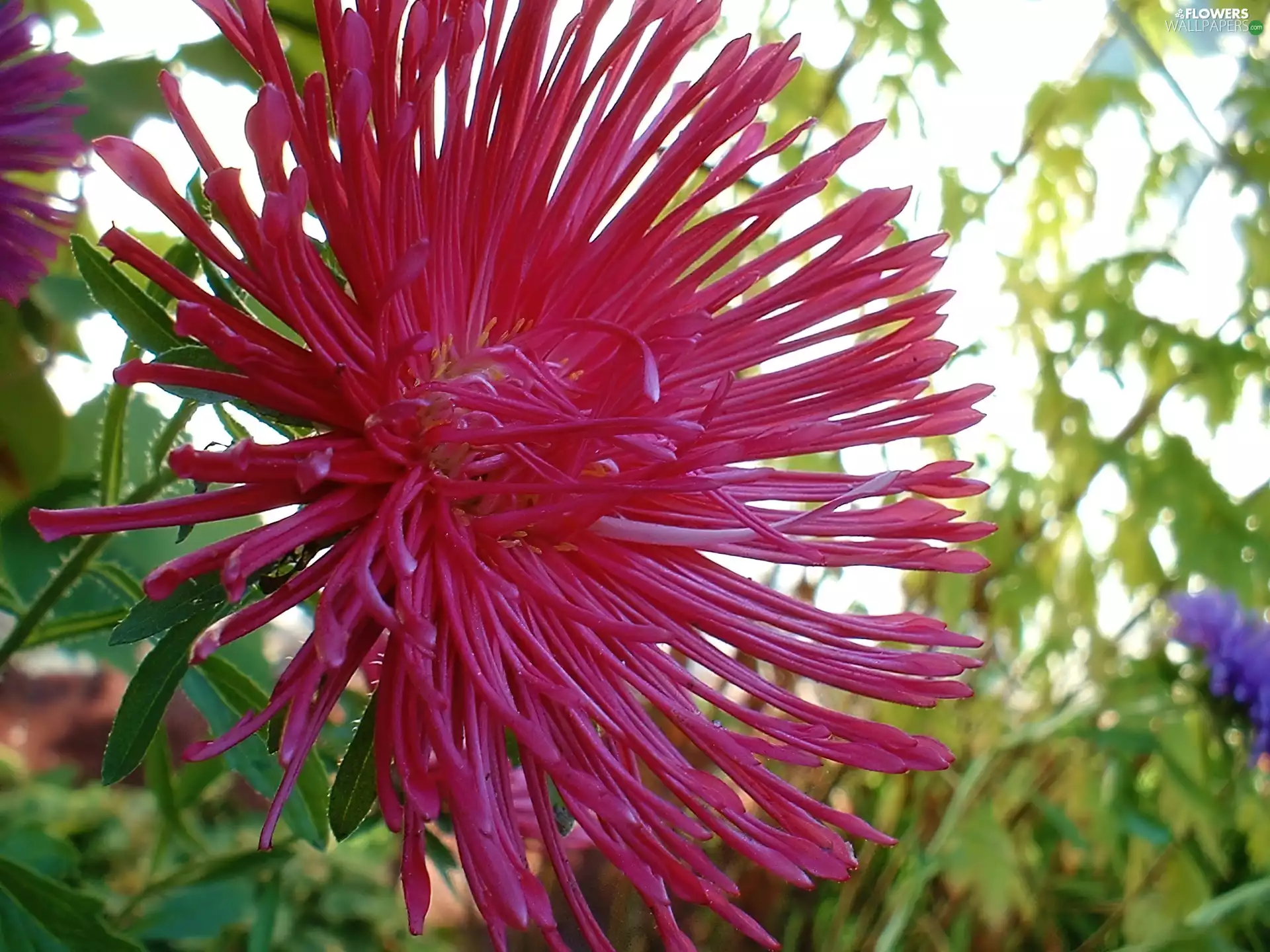 Pink, Aster
