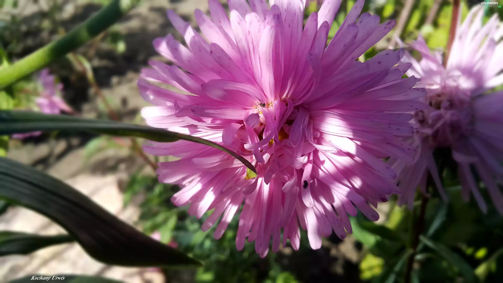 Pink, Aster