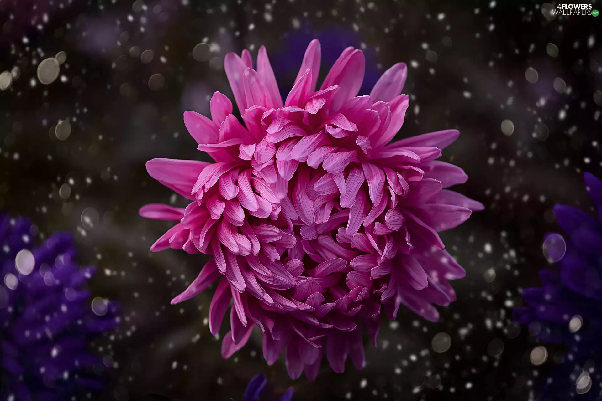 Aster, Colourfull Flowers, Pink