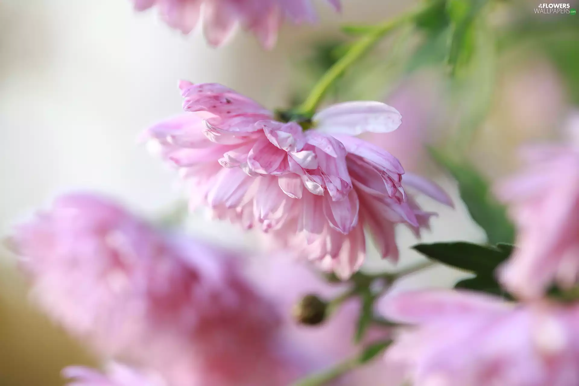 Astra, Flowers, rapprochement, Pink