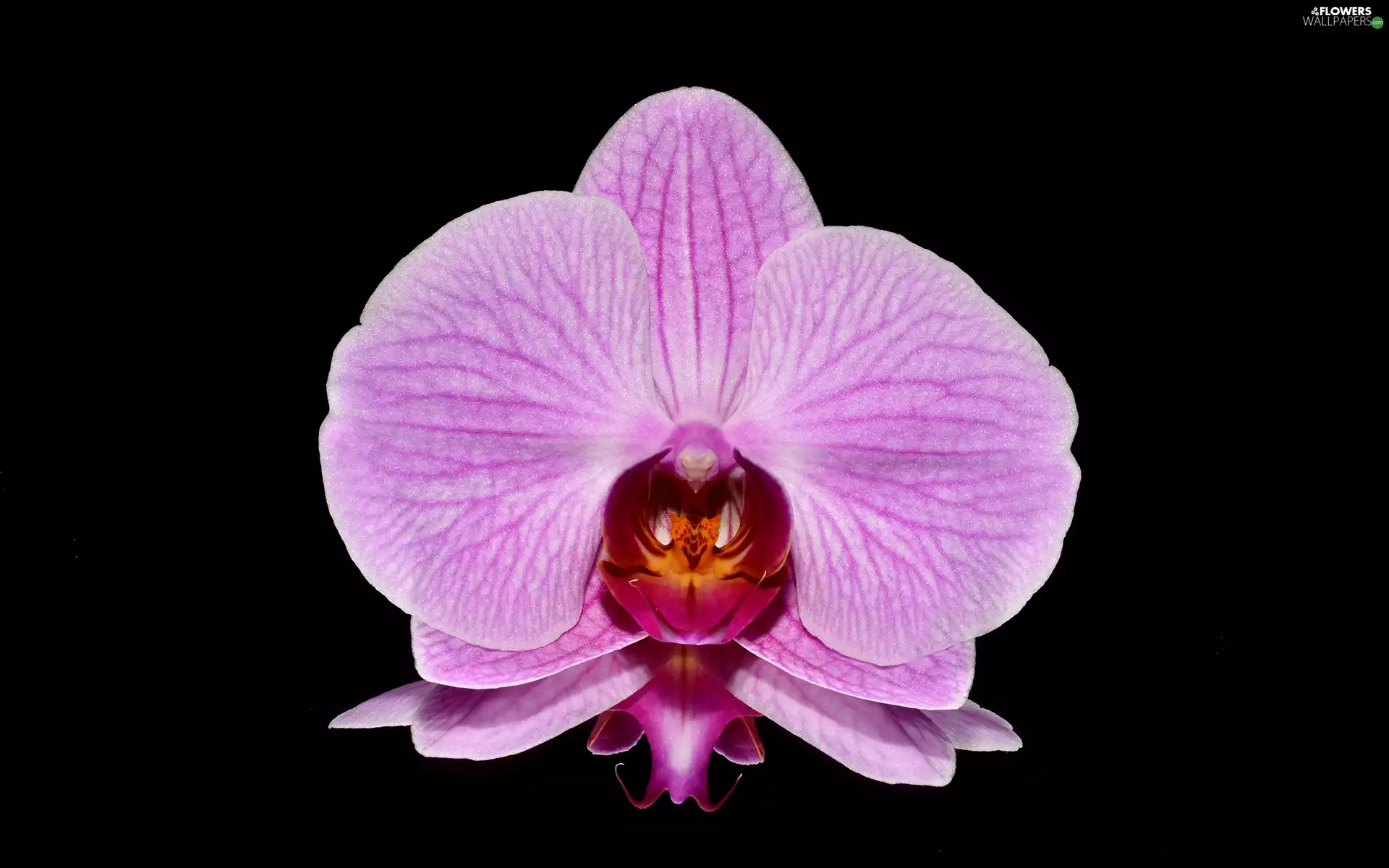 reflection, Black Background, Pink, orchid, Colourfull Flowers
