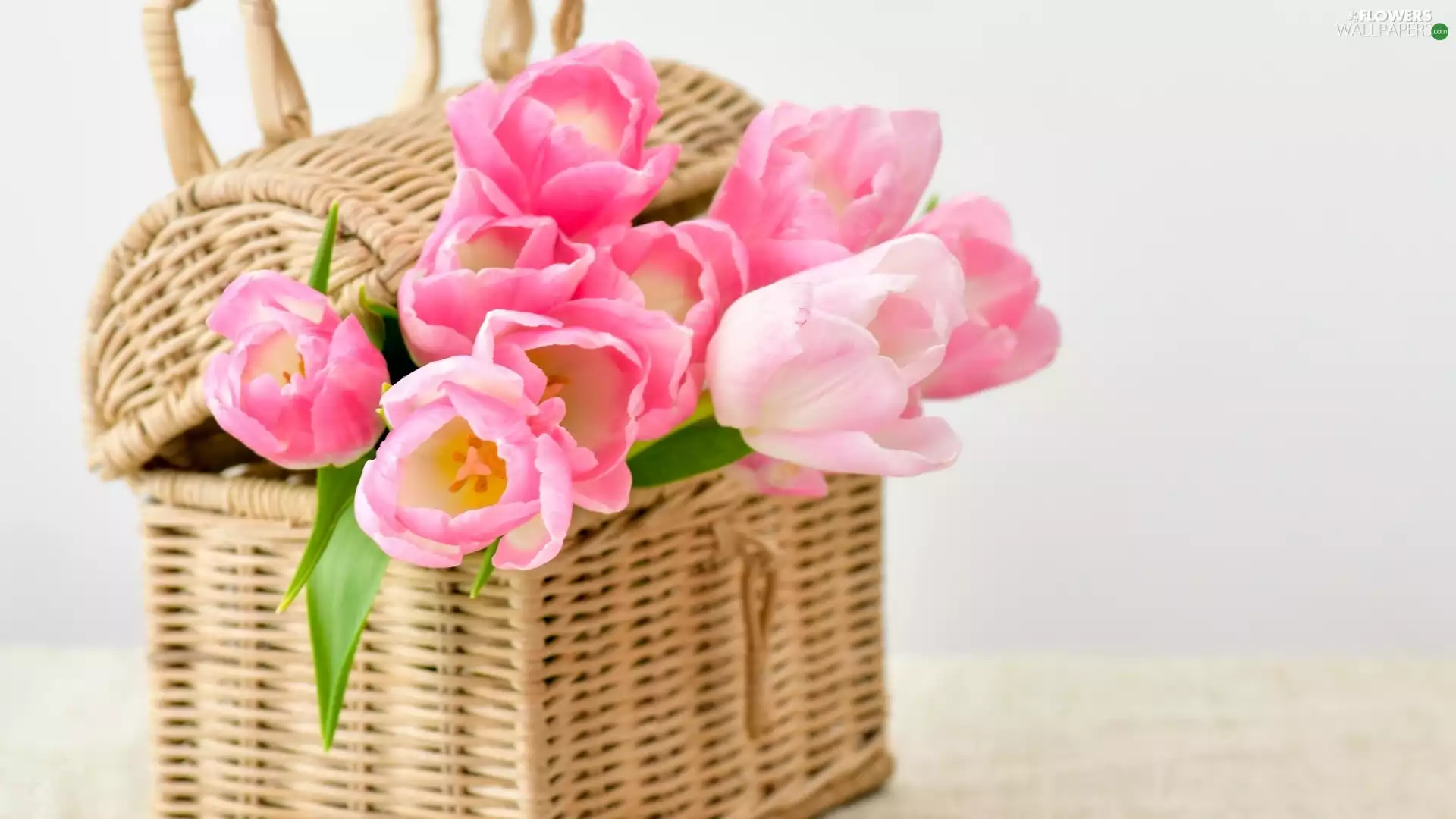 Light pink, basket, wicker, Tulips