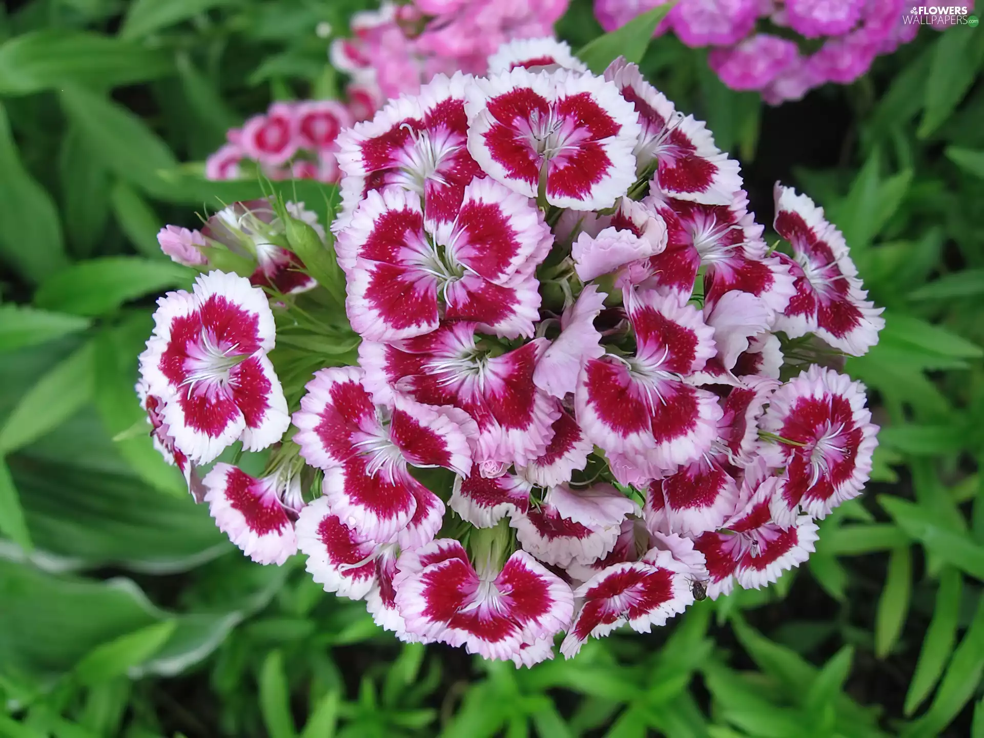 bearded, Colourfull Flowers, pink
