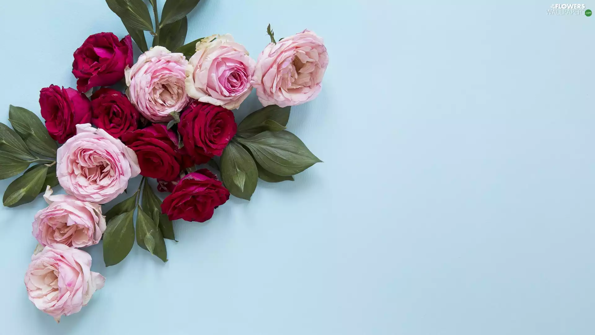 roses, Red, Blue, Pink, Flowers, Leaf, background