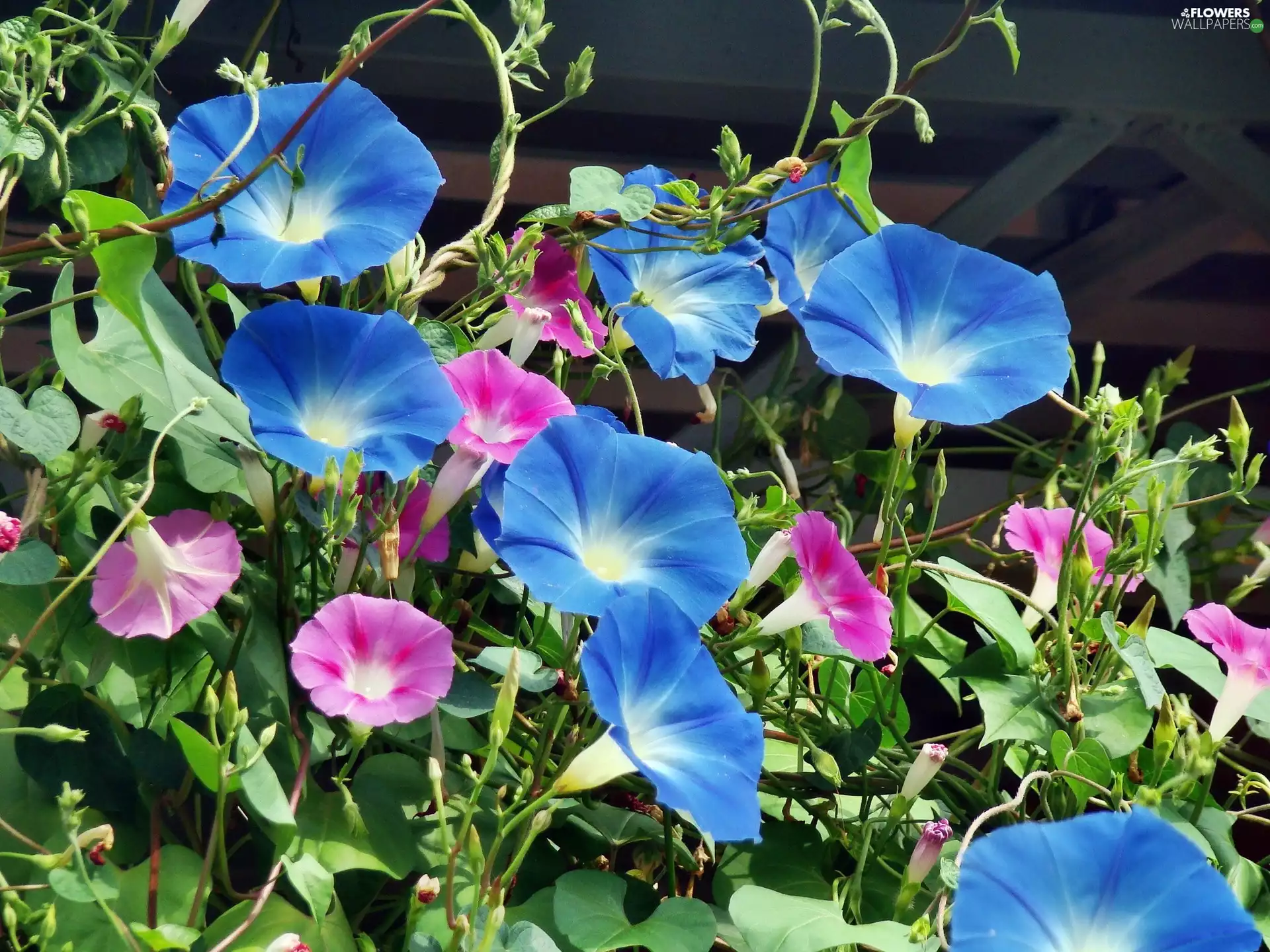 blue, bindweed, Wilec, Pink