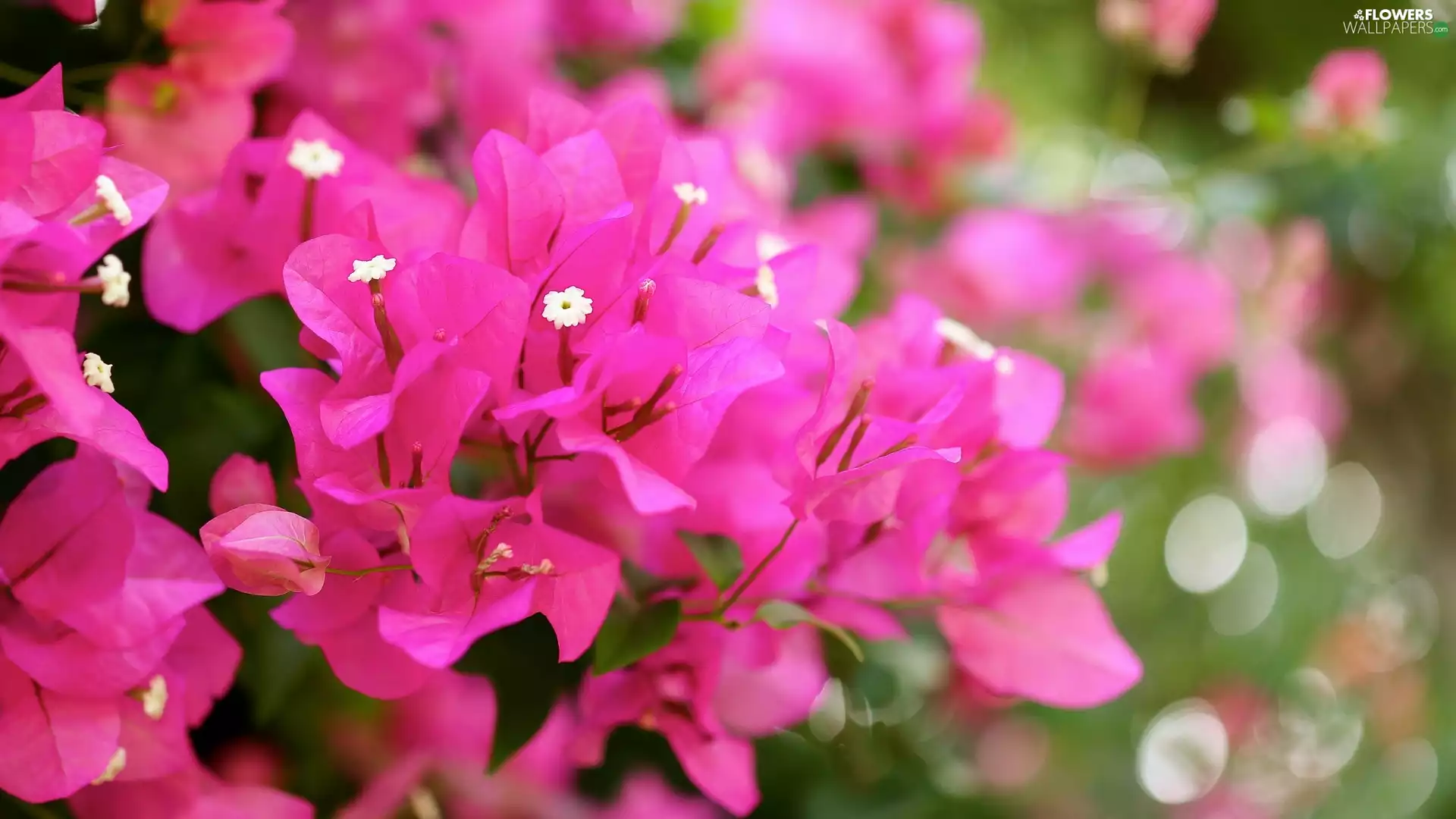 Bougainvillea, Colourfull Flowers, Pink