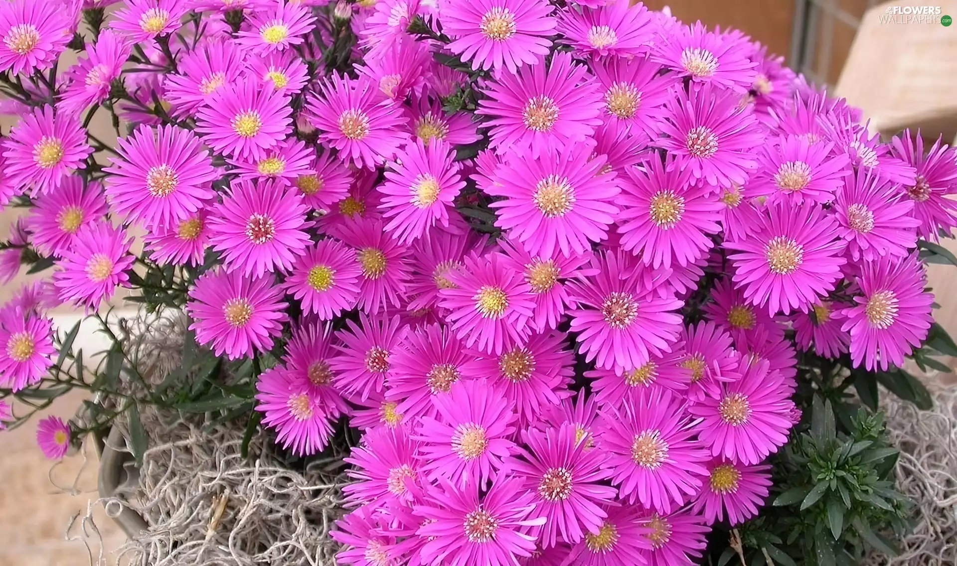 bouquet, flowers, Astrów, pink
