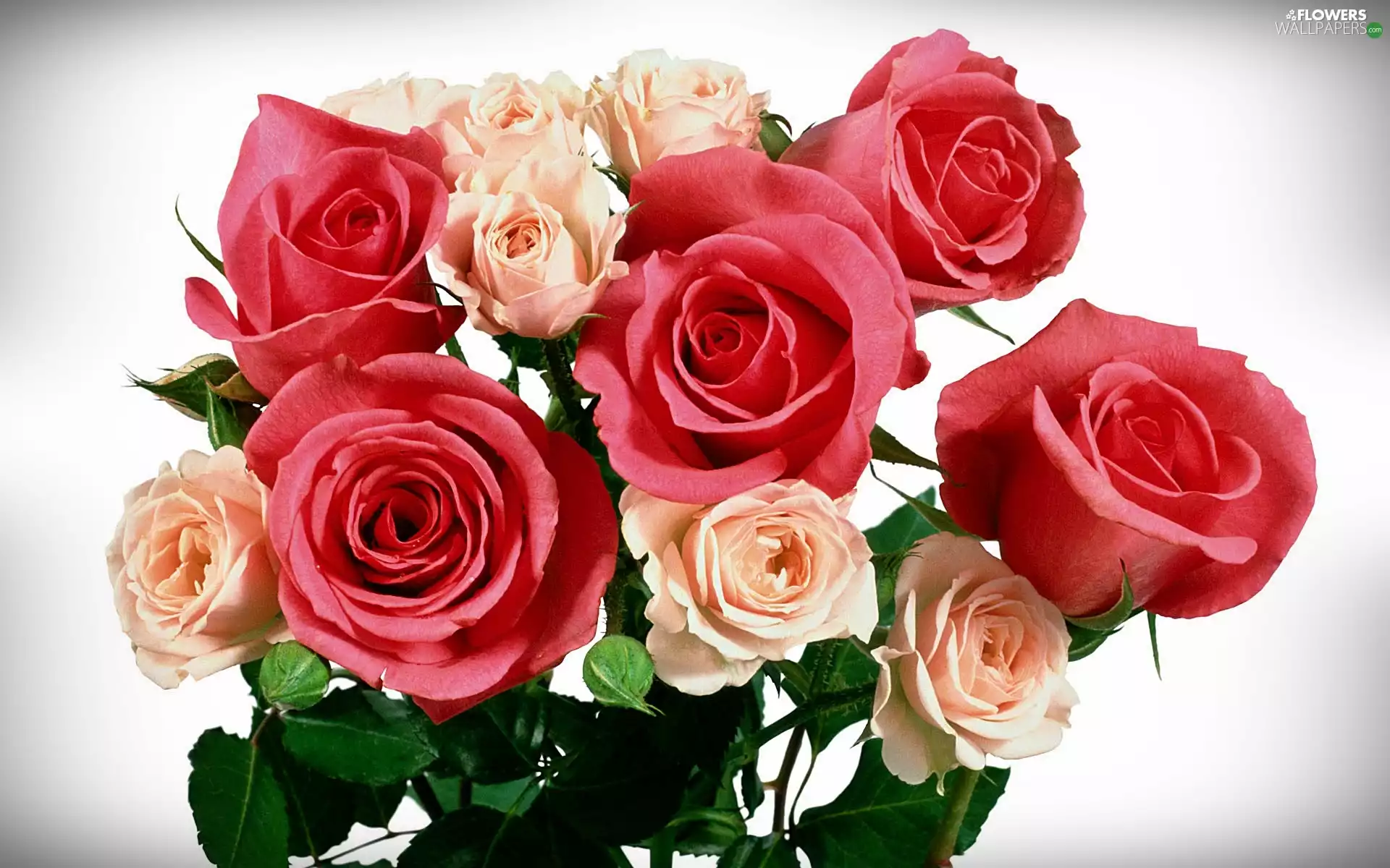 bouquet, cream, rouge, pink