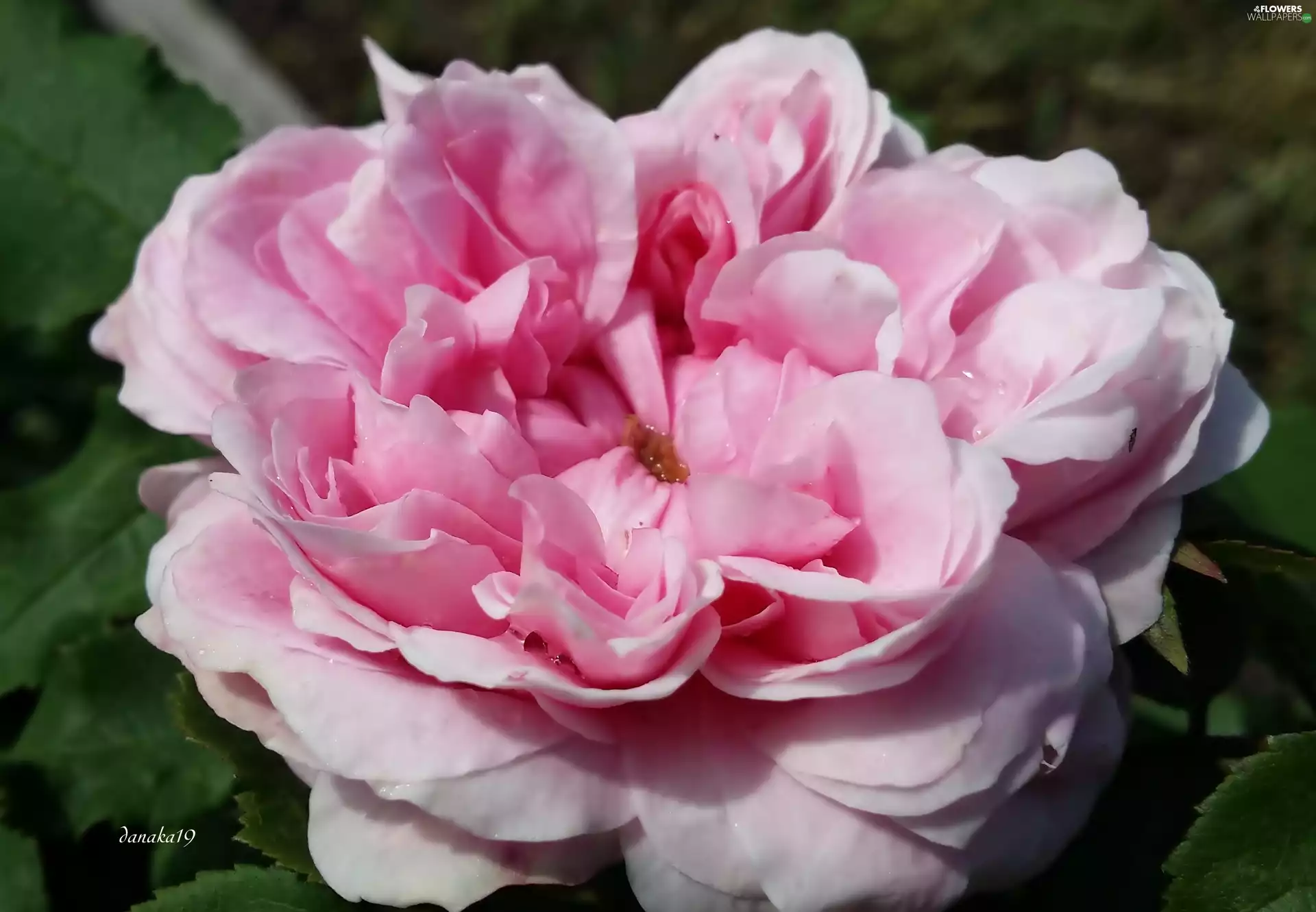 brightly, rose, Close, Pink