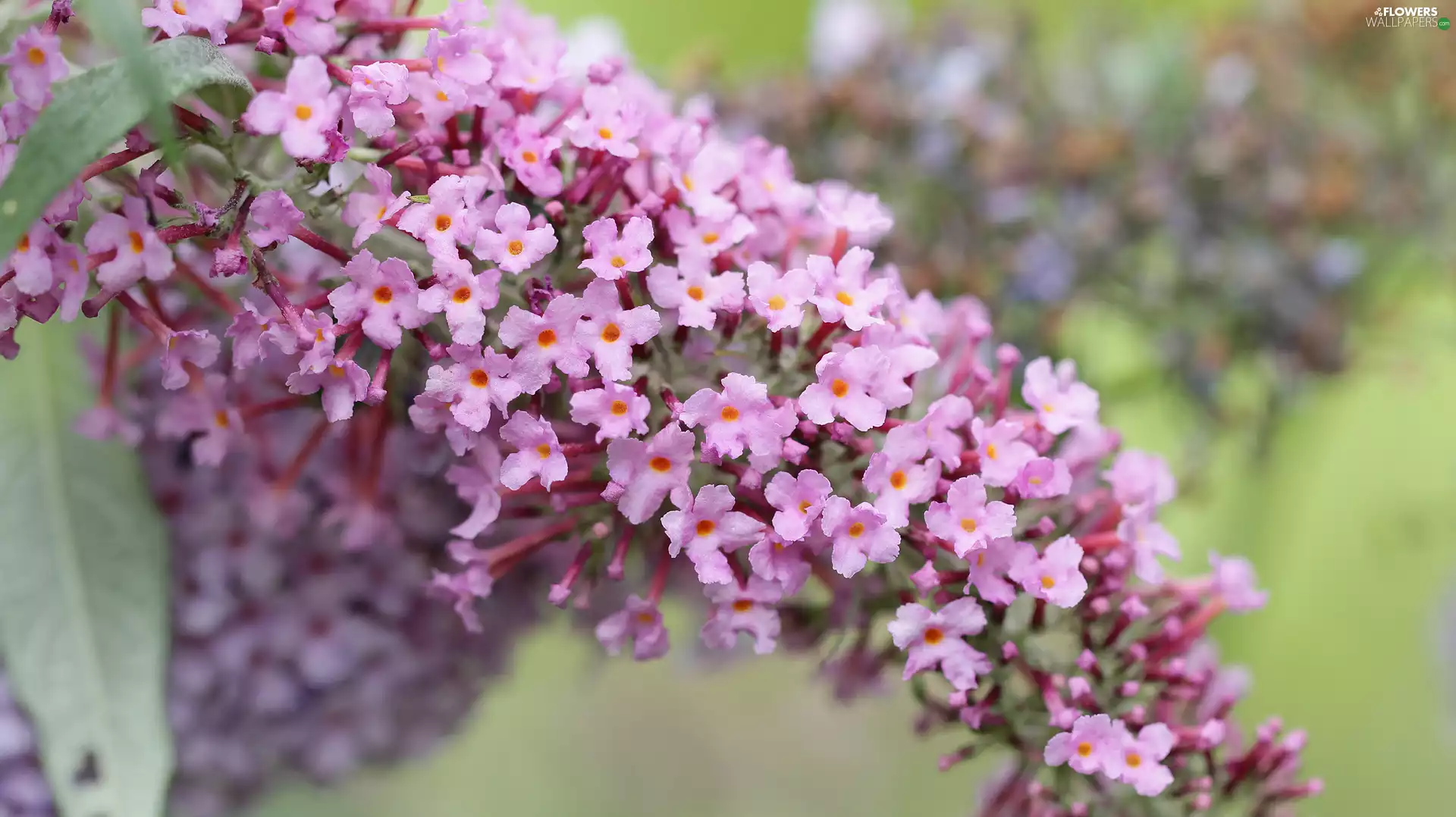 Buddleia, Flowers, twig, Pink