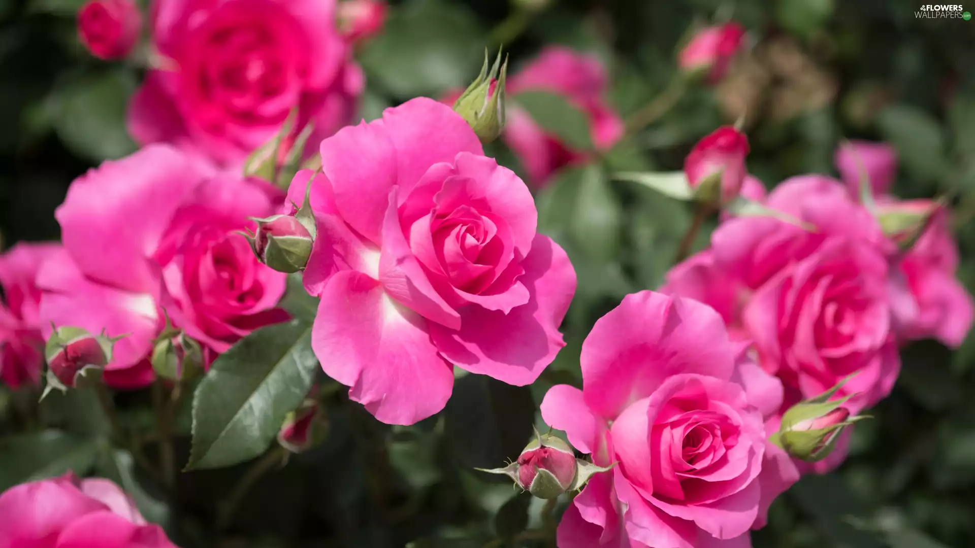 Bush, roses, Leaf, Pink