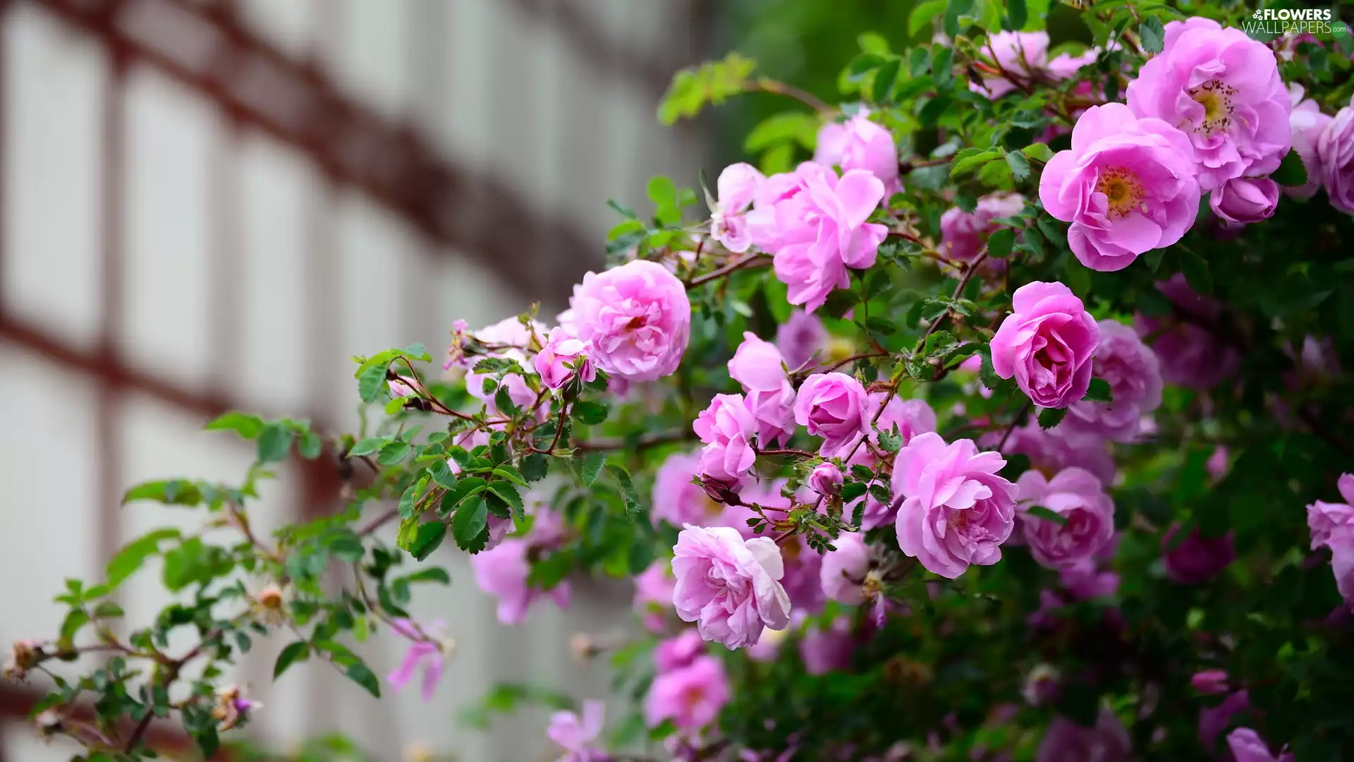 Bush, Flowers, roses, Pink