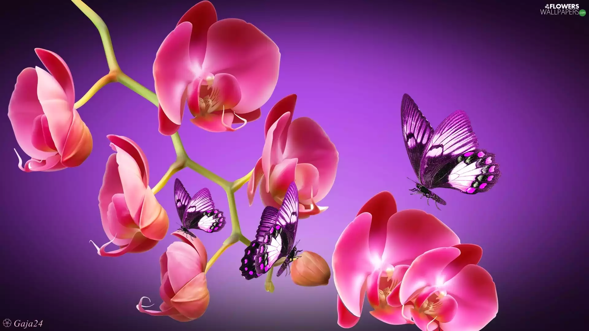 Pink Orchids, butterflies