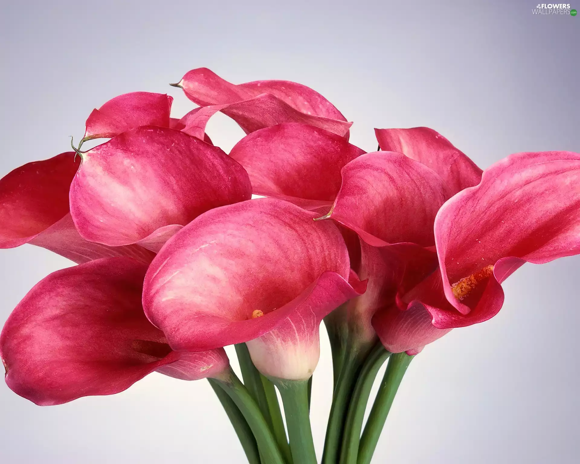 Pink, Calla