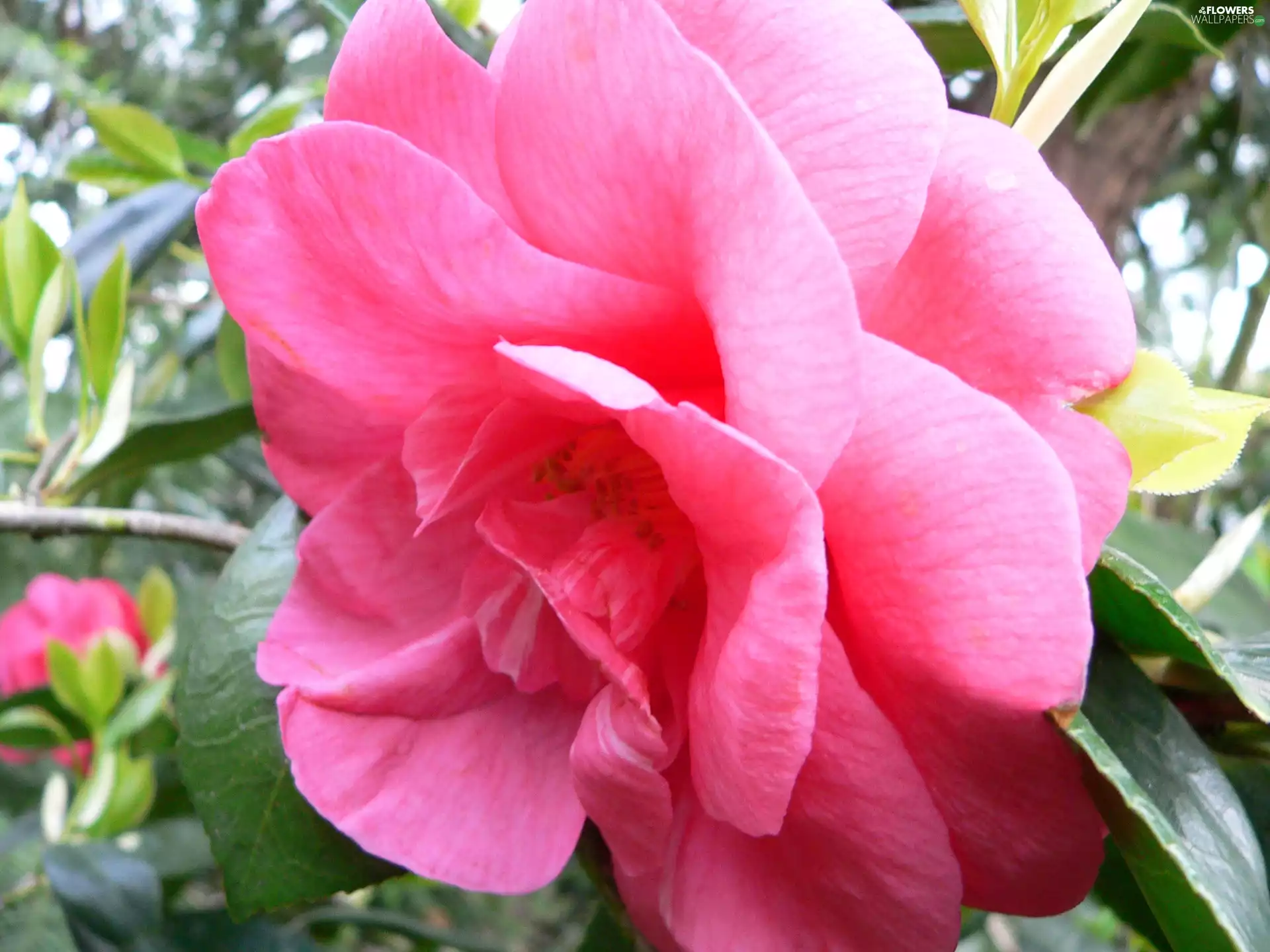 Pink, camellia