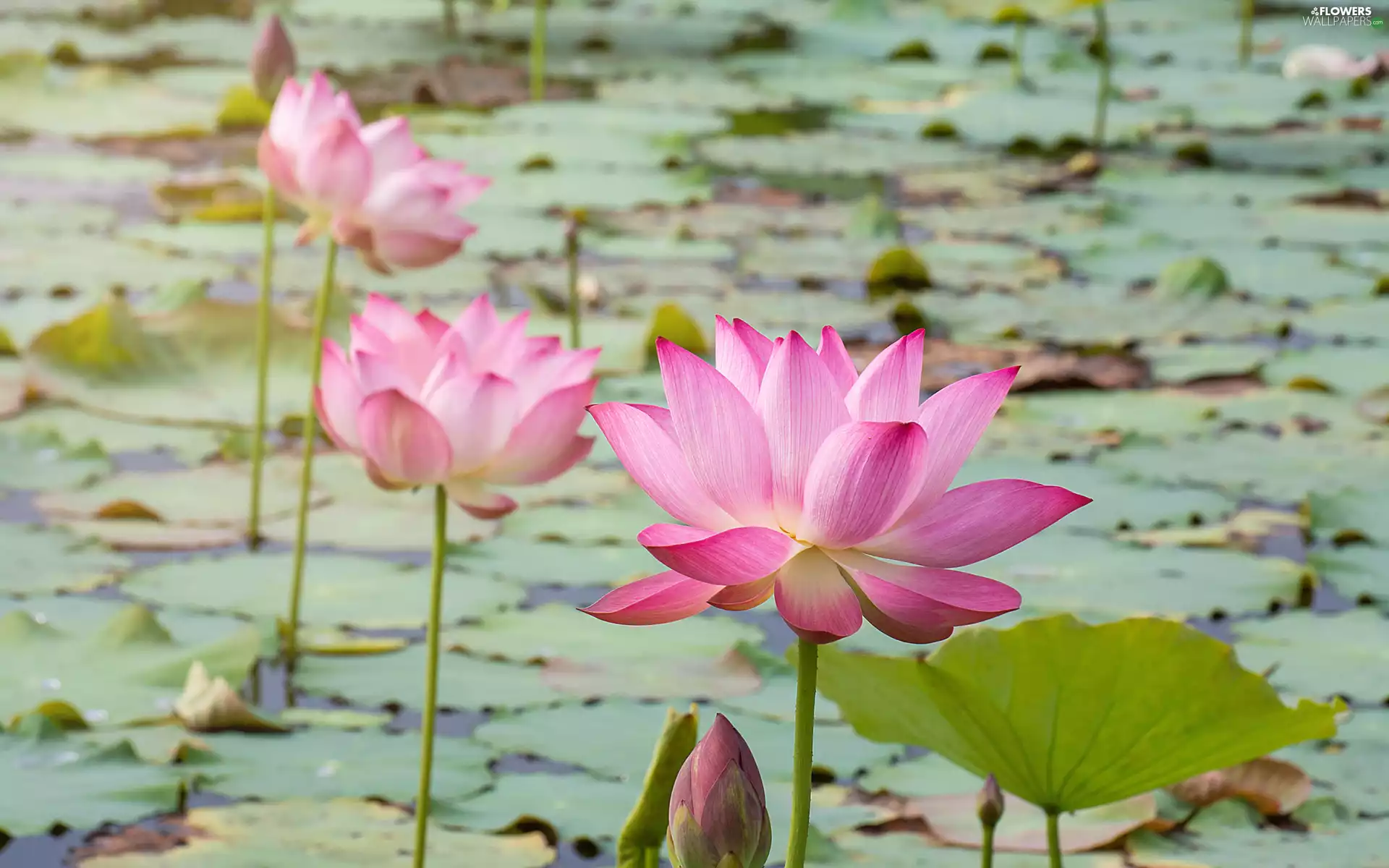 Flowers, Pond - car, Pink, Buds, lotuses, Leaves