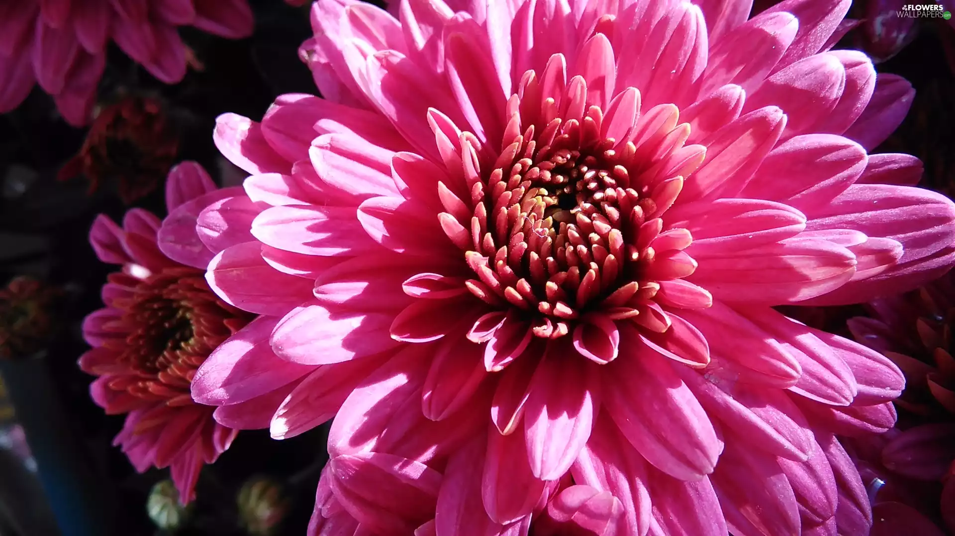 Pink, chrysanthemum