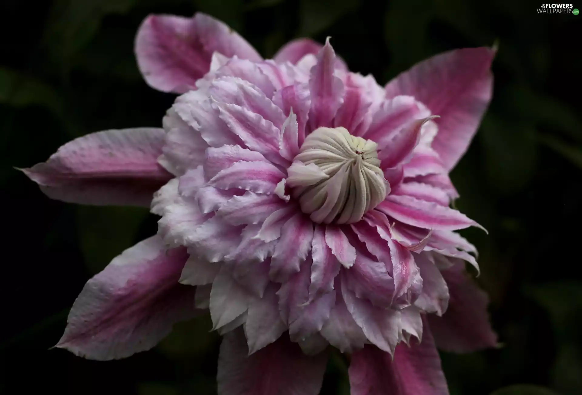 Pink, Clematis