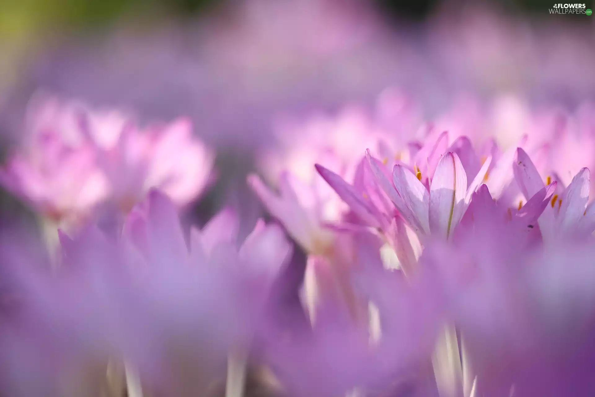 colchicums, Flowers, blur, Pink